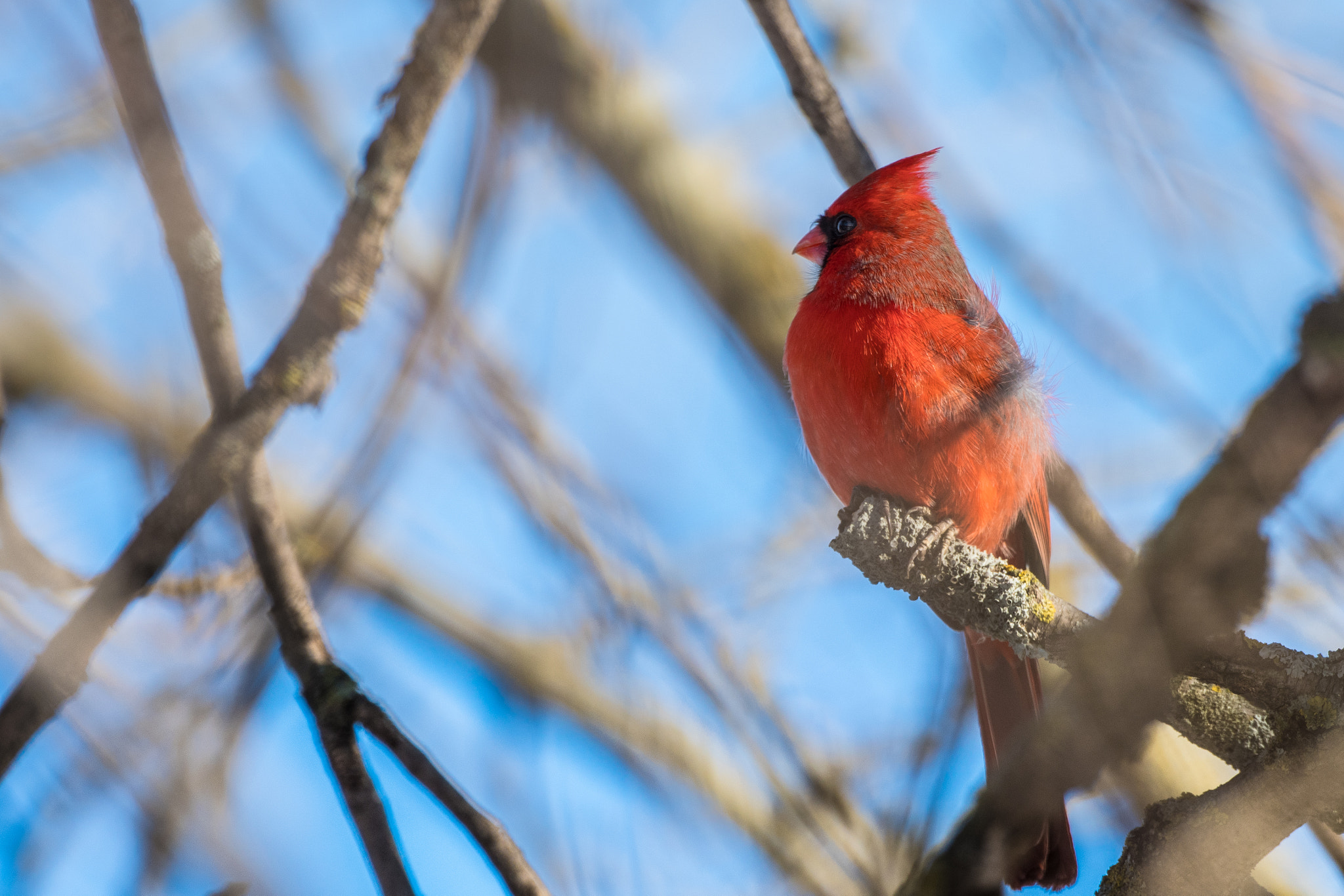 Nikon D500 sample photo. Red cardinal photography
