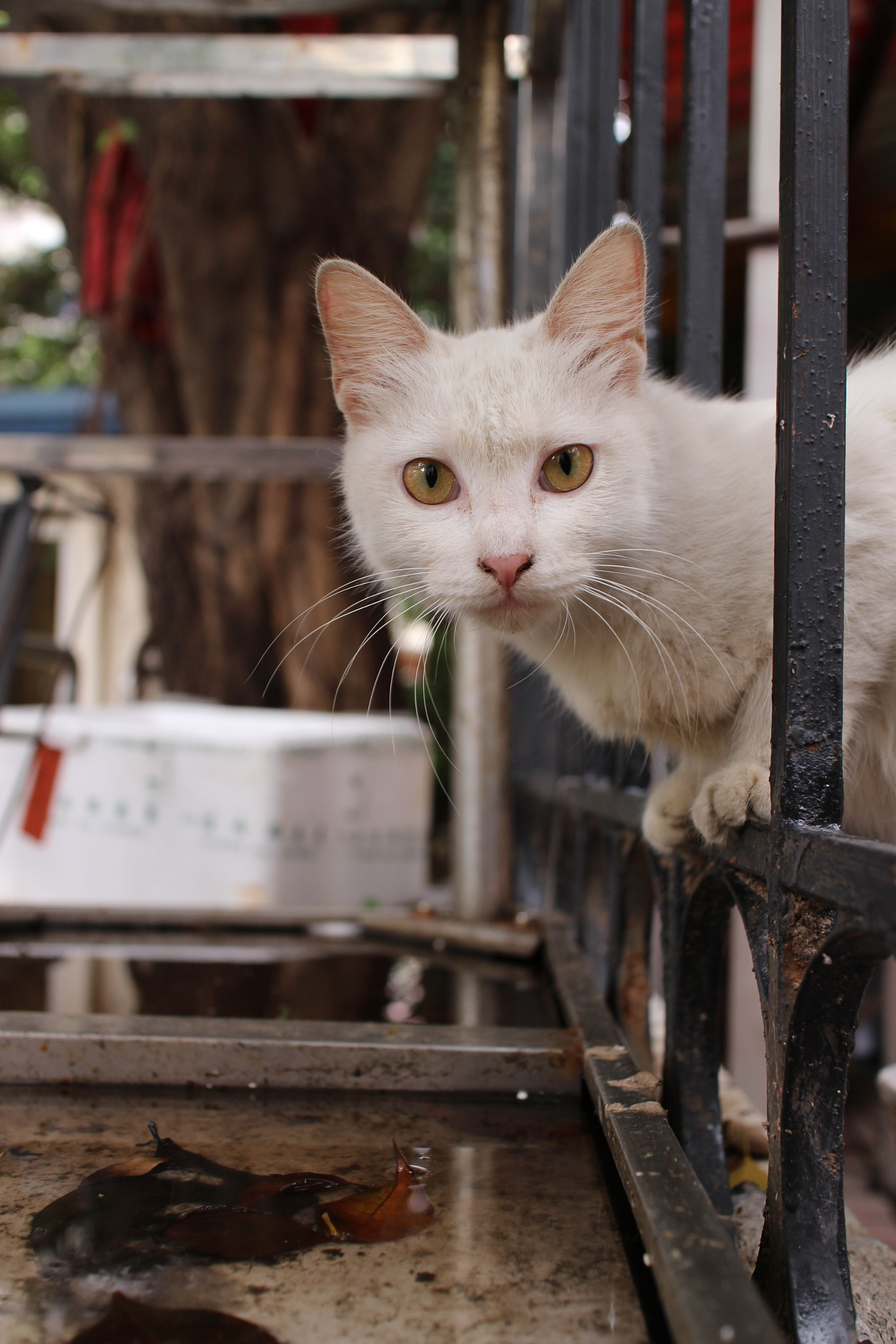 Canon EOS M2 sample photo. Img photography