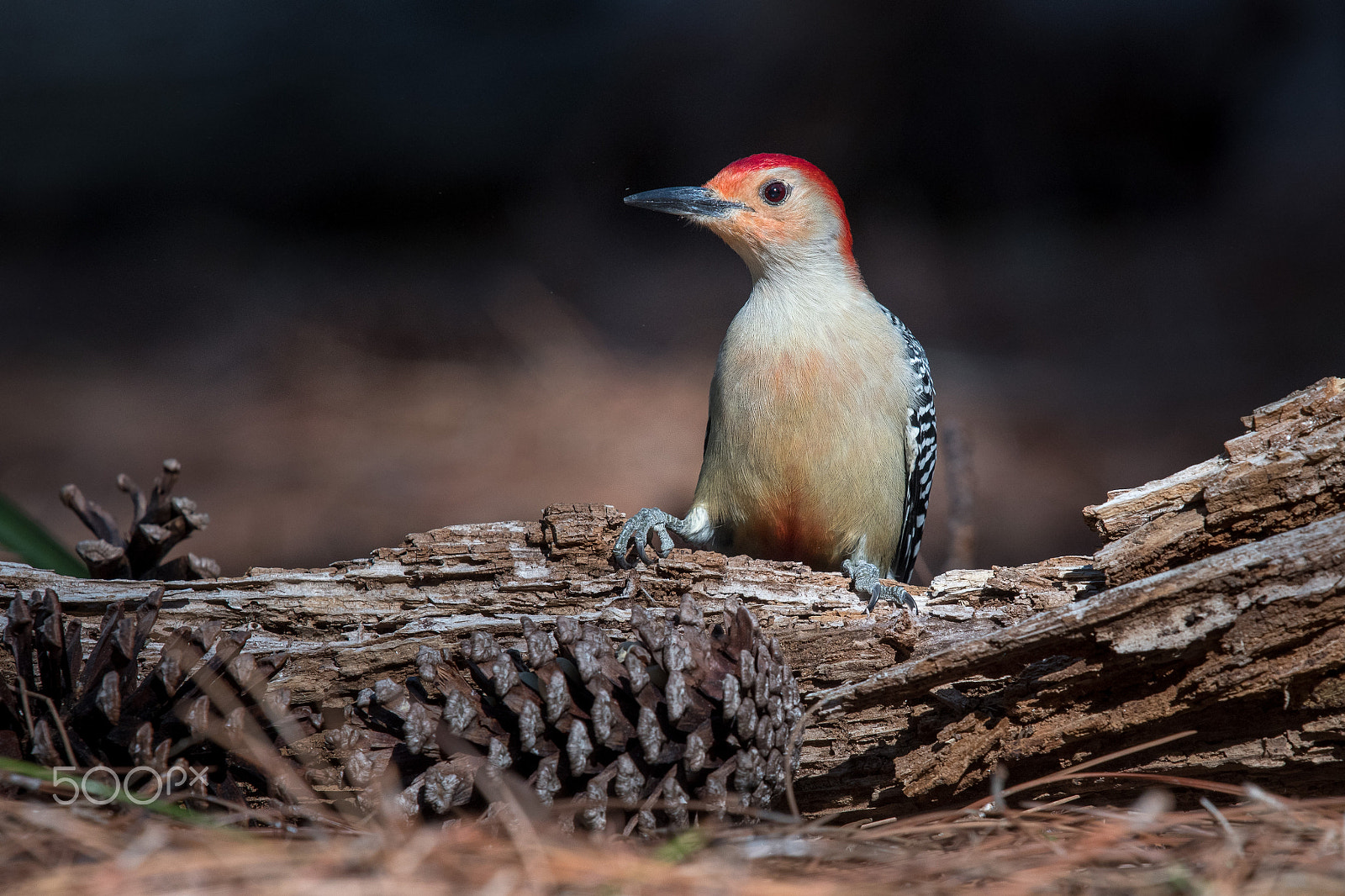 Nikon Nikkor AF-S 300mm F4E PF ED VR sample photo. Red-bellied woodpecker photography