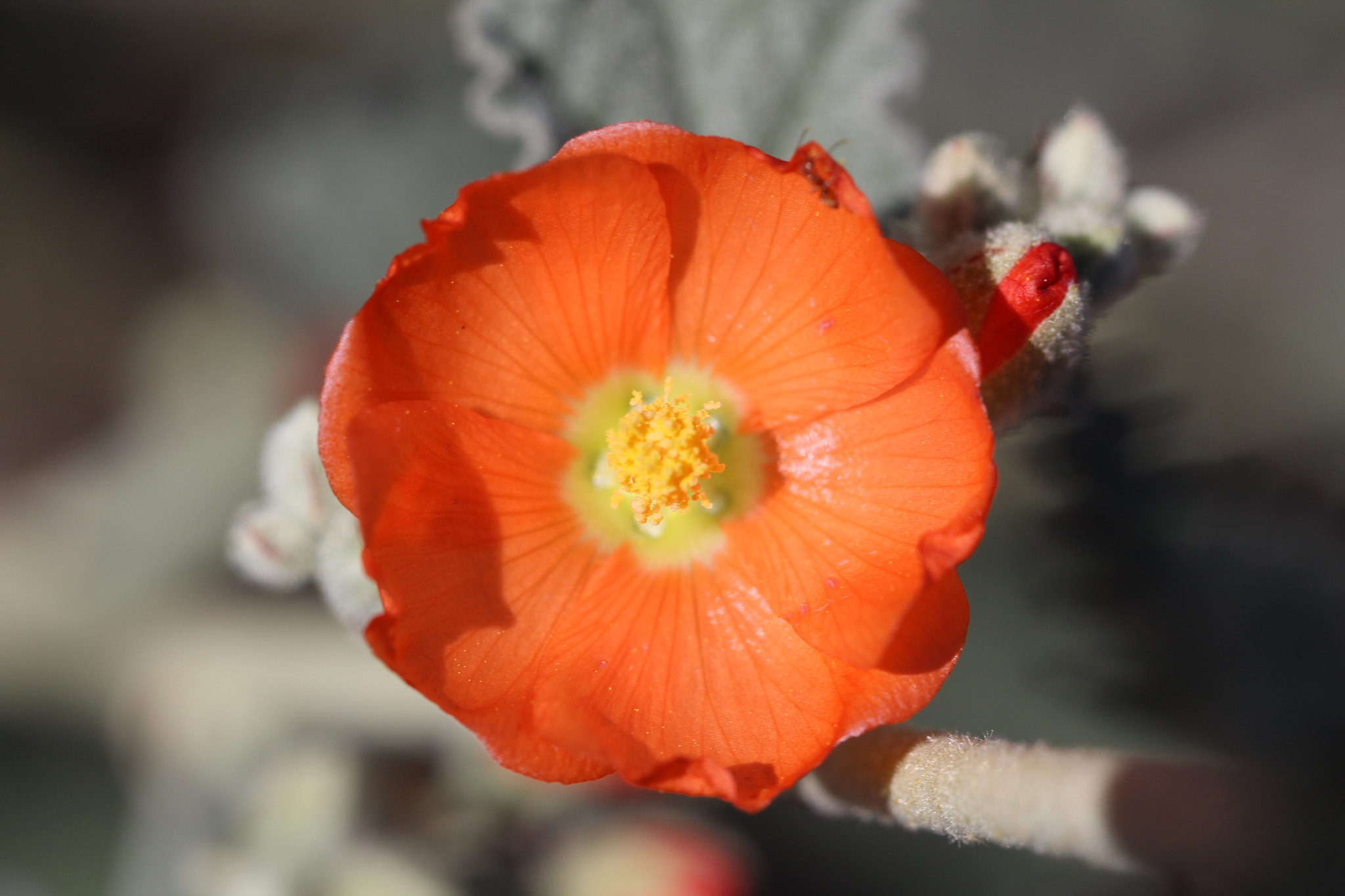 Canon EF 100mm F2.8L Macro IS USM sample photo. Orange photography
