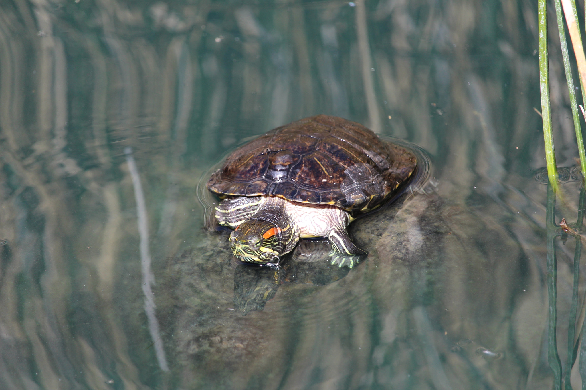 Canon EF-S 55-250mm F4-5.6 IS STM sample photo. Red-eared slider photography