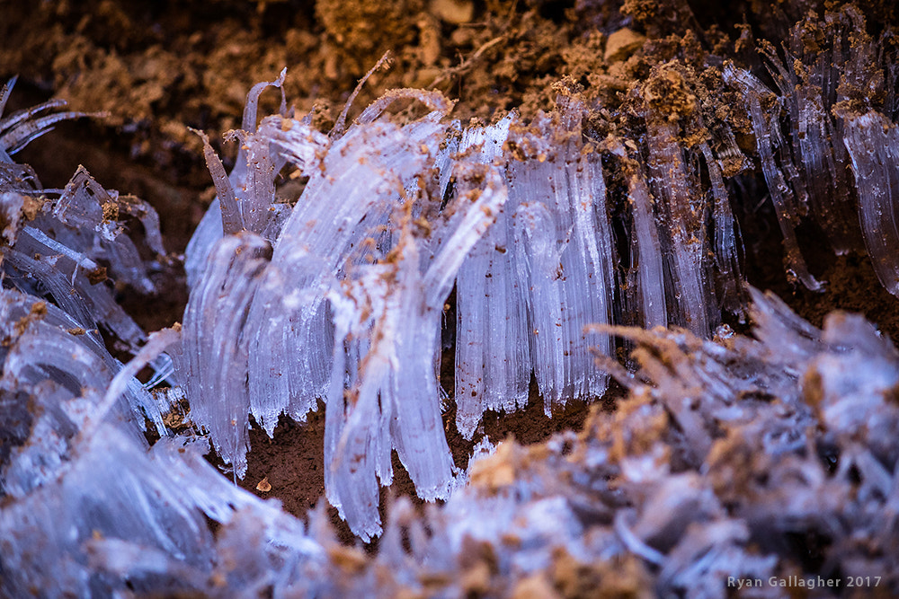 Canon EF-S 55-250mm F4-5.6 IS sample photo. Needle ice formations photography