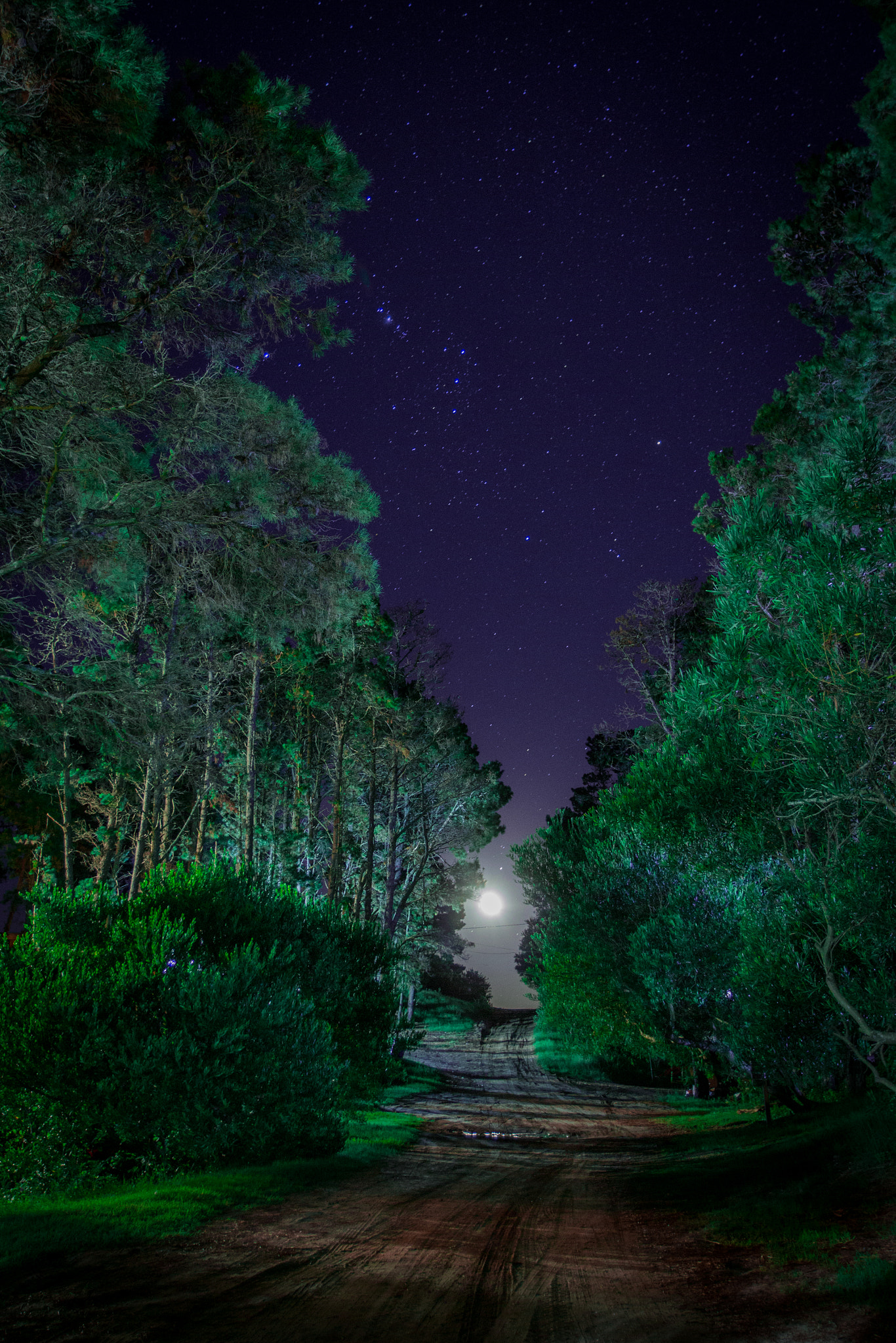 Canon EF 16-35mm F2.8L II USM sample photo. Night in the forest photography