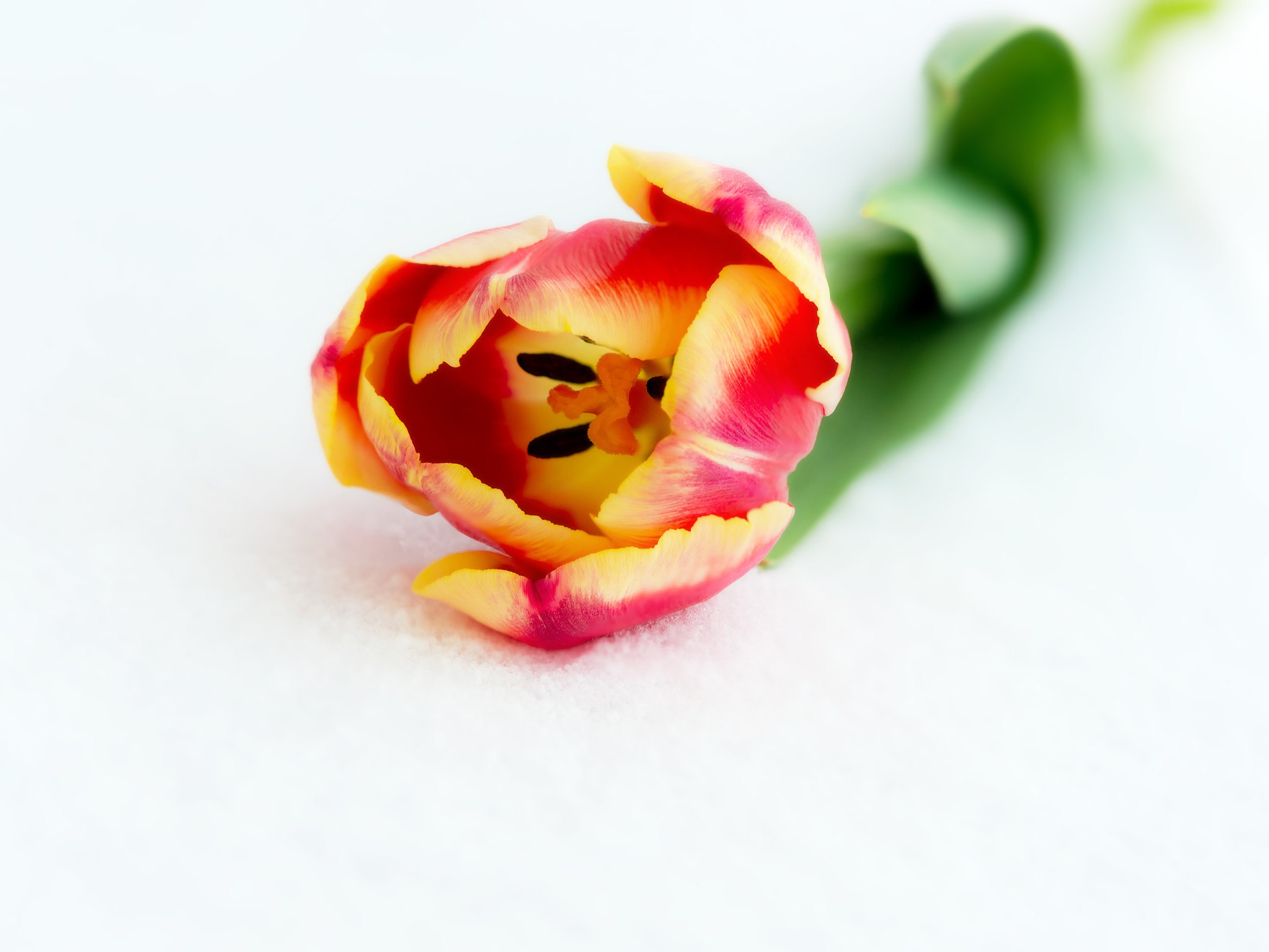 Sony Sonnar T* 135mm F1.8 ZA sample photo. Tulip in the snow. photography