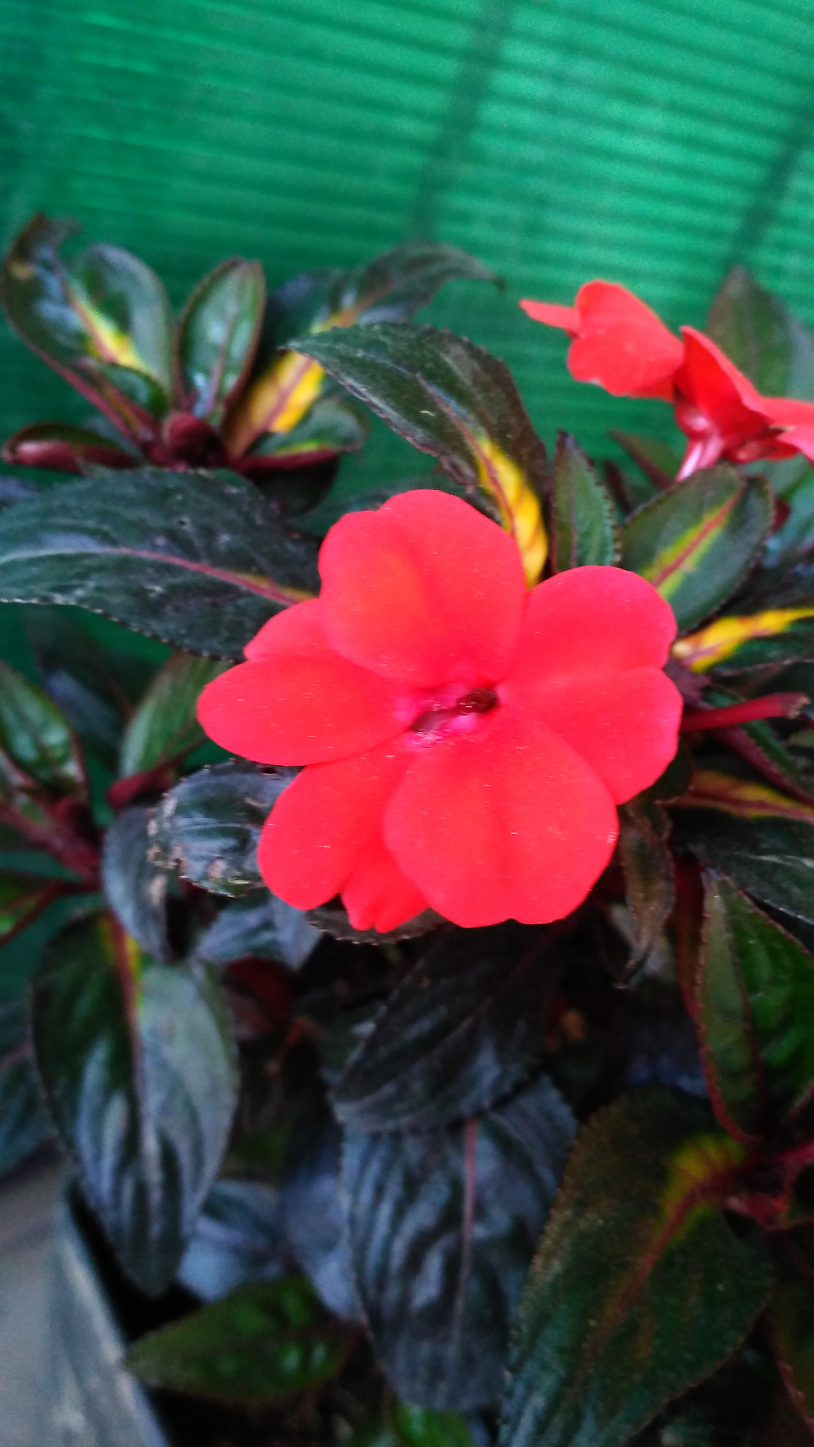 Xiaomi Redmi 3X sample photo