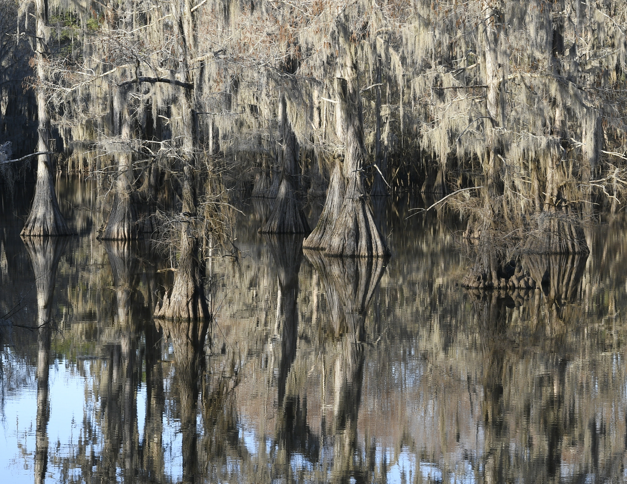 Nikon AF-S Nikkor 24-70mm F2.8E ED VR sample photo. Caddo lake in winter photography