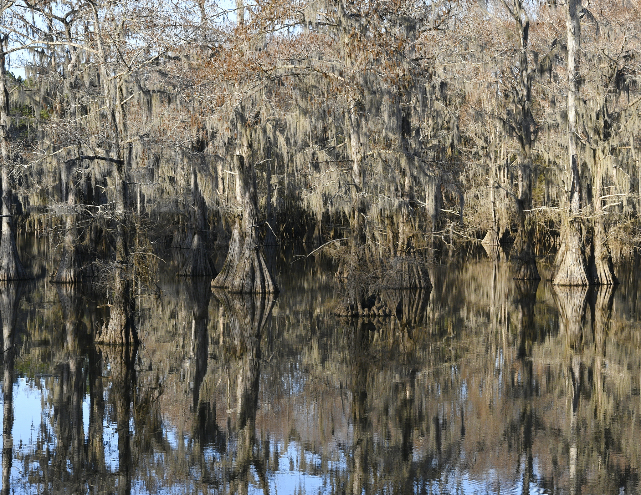 Nikon AF-S Nikkor 24-70mm F2.8E ED VR sample photo. Caddo lake in winter photography