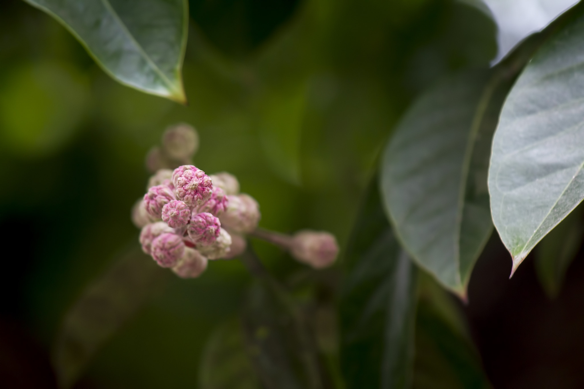 Canon EF-S 55-250mm F4-5.6 IS II sample photo. Flower buds of lagerstroemia photography