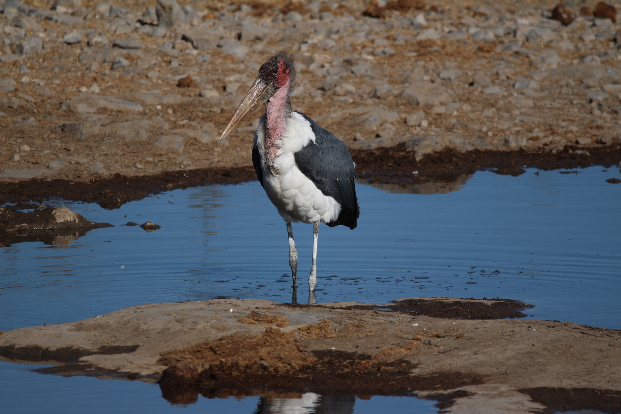 Sigma 150mm f/2.8 EX DG OS HSM APO Macro sample photo. Ugly stork photography