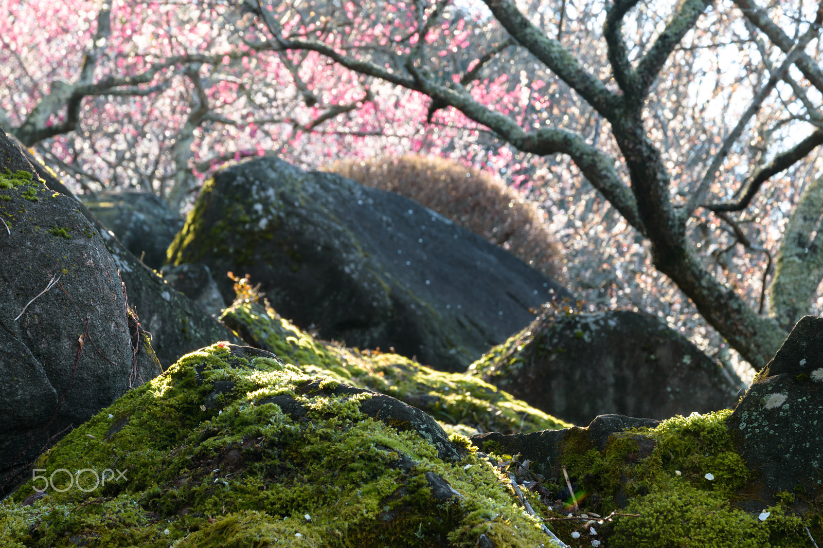 Nikon D5500 + Sigma 17-70mm F2.8-4 DC Macro OS HSM | C sample photo. Ume and koke (japanese apricot and moss) photography