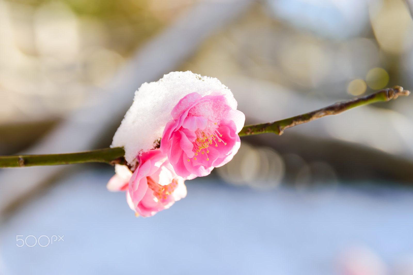 Nikon D5500 + Sigma 17-70mm F2.8-4 DC Macro OS HSM | C sample photo. Koubai (japanese apricot) photography