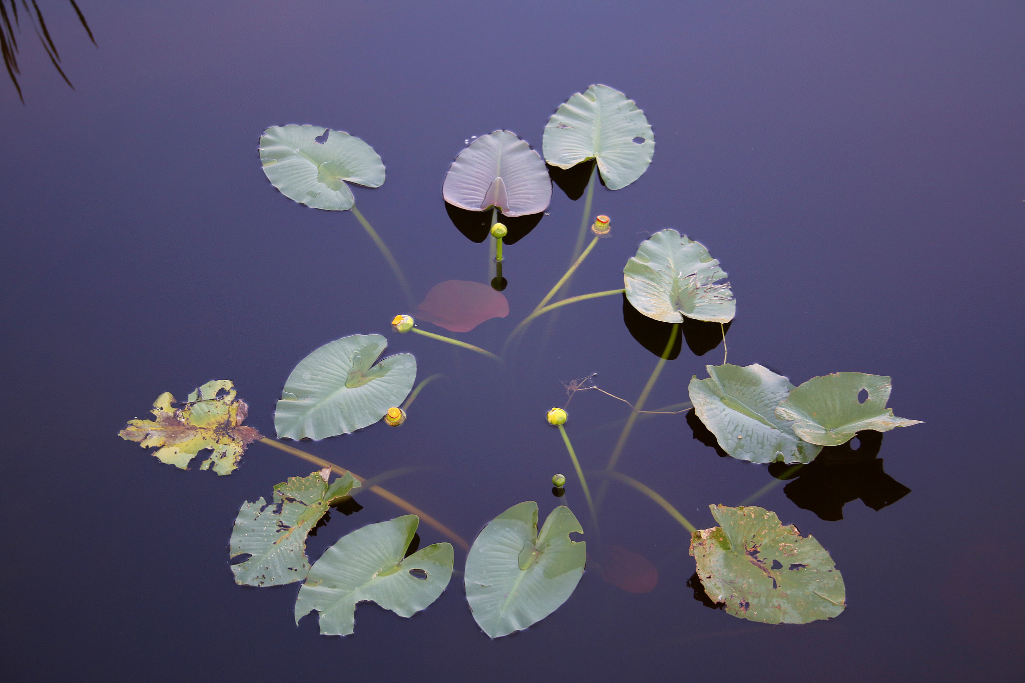 Canon EF-S 18-55mm F3.5-5.6 II sample photo. Water flower photography