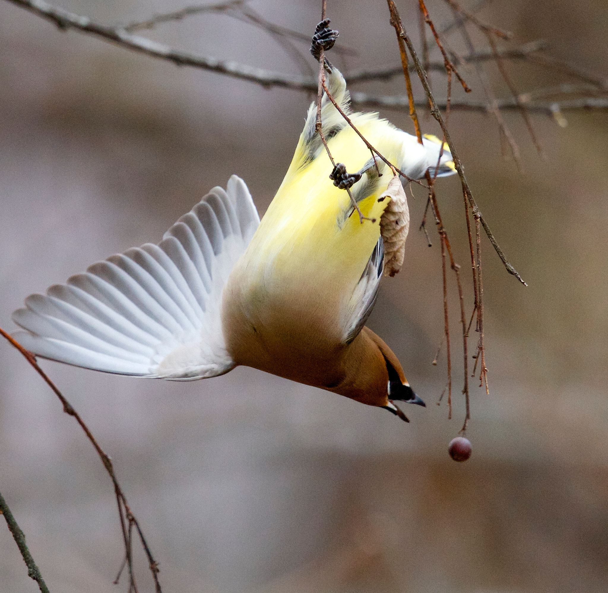 Canon EF 500mm F4L IS II USM sample photo. Cedar waxwing photography