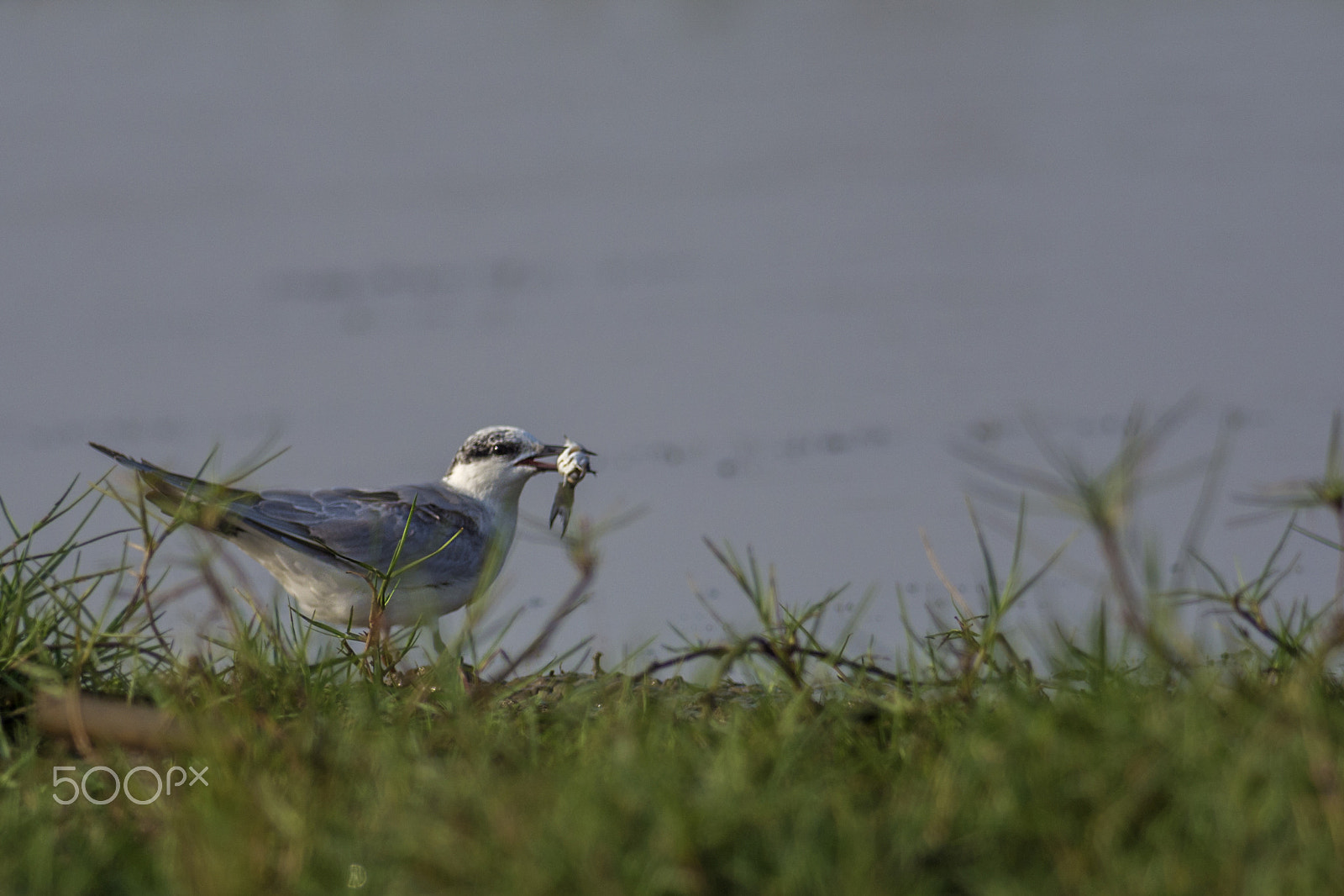 Nikon D7100 + Nikon AF-S Nikkor 300mm F4D ED-IF sample photo. Whiskered tern (chlidonias hybrida) photography