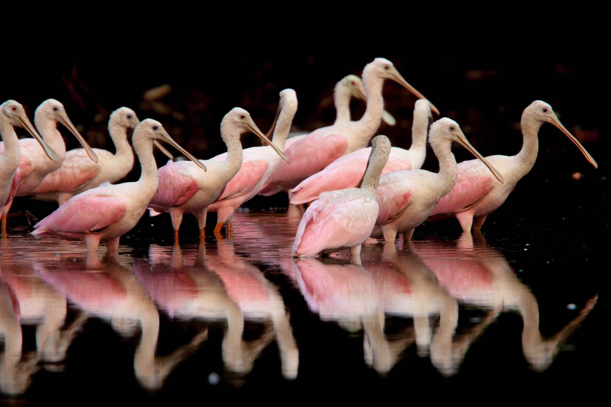 Canon EOS 40D sample photo. Sea of pink photography