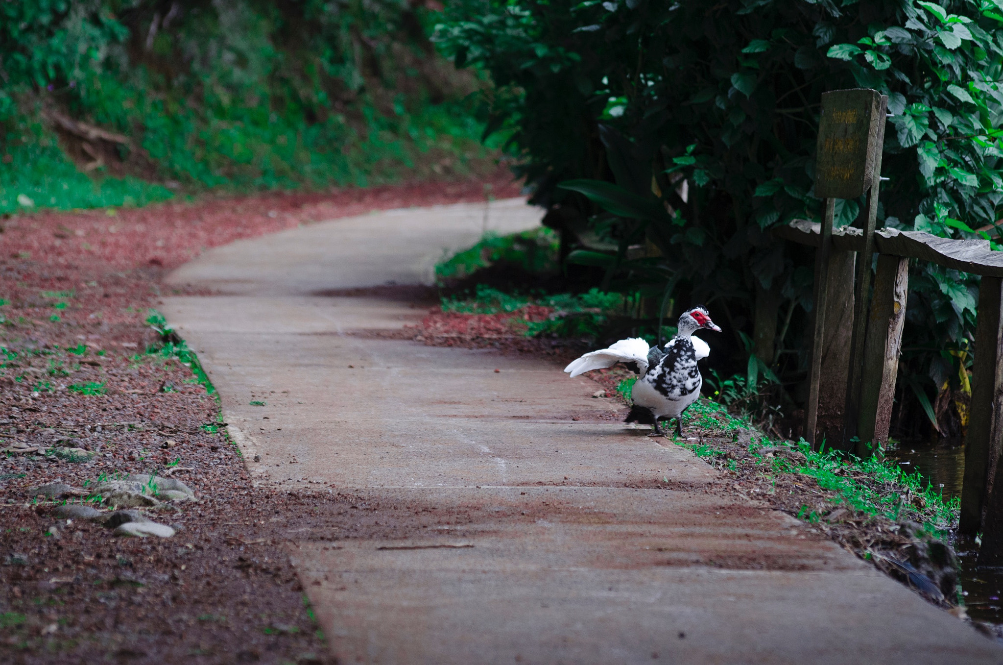 Nikon D5100 + Sigma 70-300mm F4-5.6 APO DG Macro sample photo. Pato photography