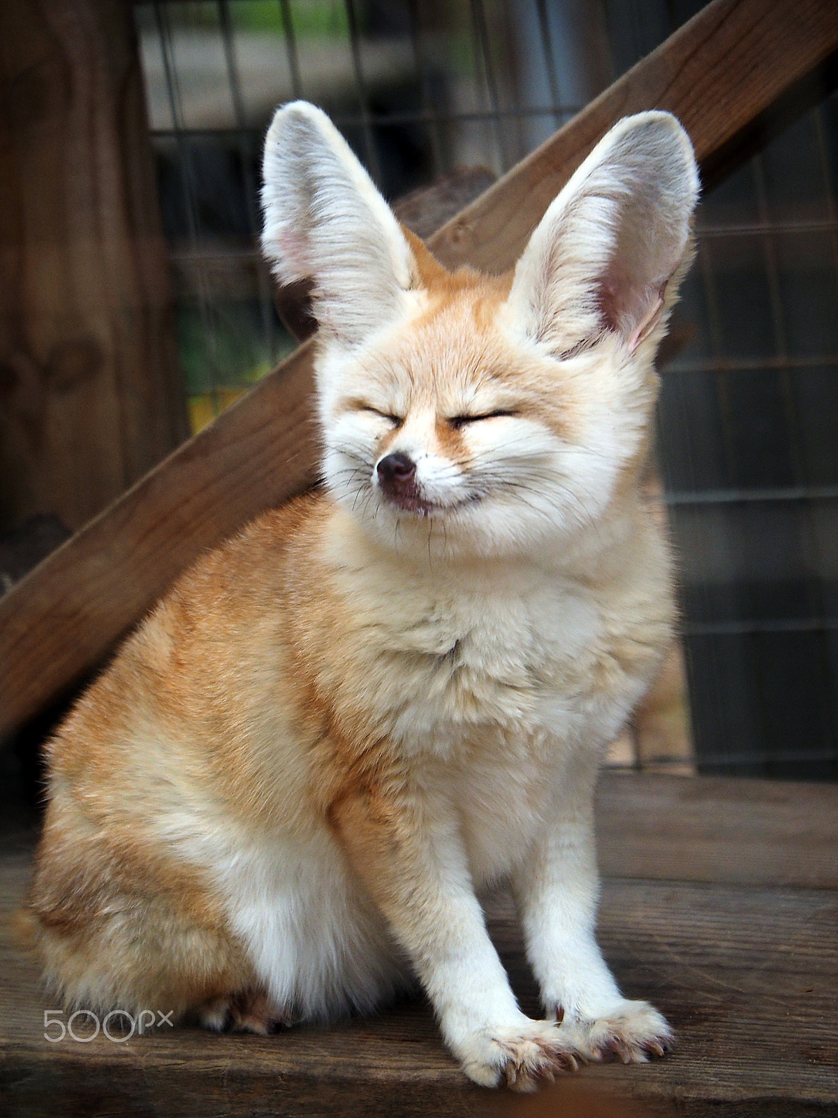 Olympus OM-D E-M1 sample photo. Foxy fennec photography
