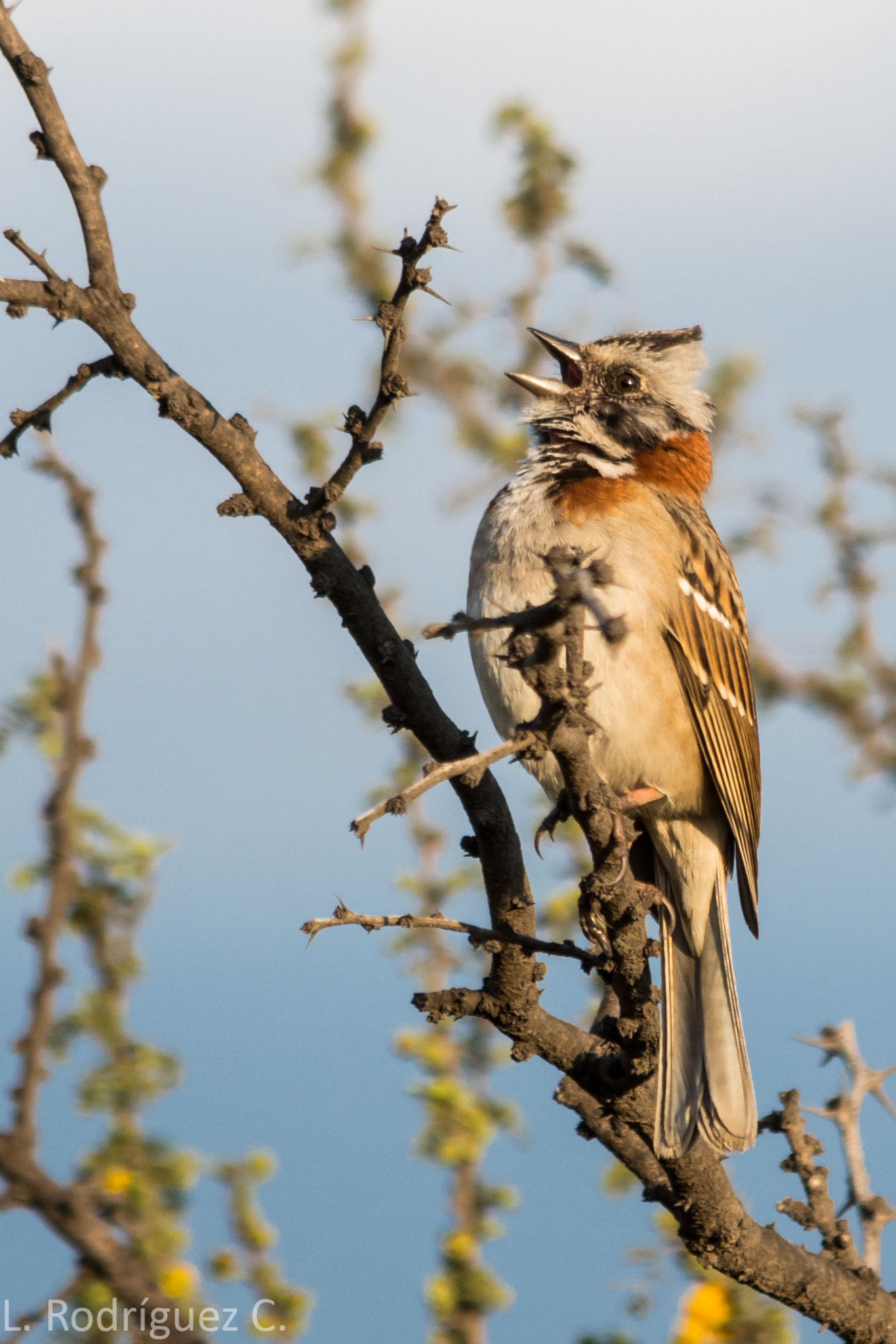 Pentax K-30 + smc PENTAX-DA L 55-300mm F4-5.8 ED sample photo. Chincol - rufous.collared sparrow photography