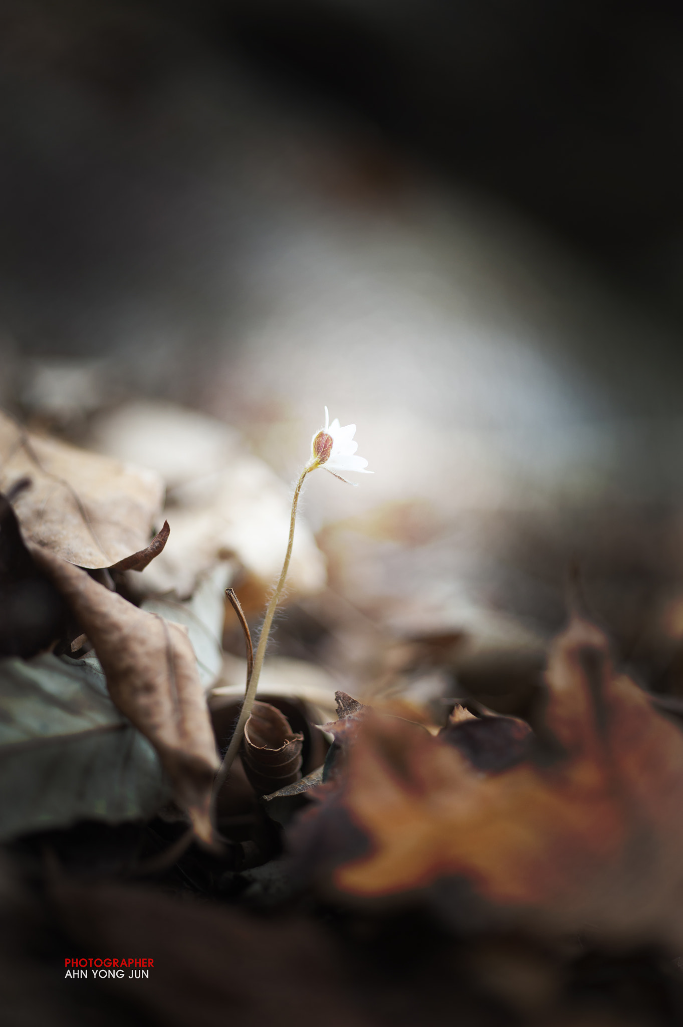 Nikon D3 sample photo. Wild flower series / liverleaf photography