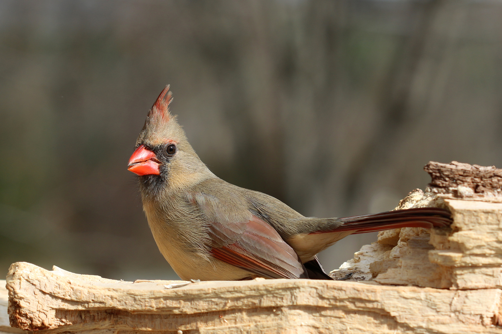 Canon EF 100mm F2.8 Macro USM sample photo. Female cardinal photography