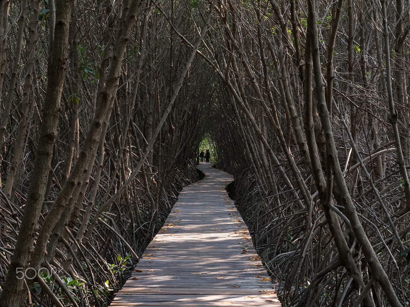 Olympus OM-D E-M5 sample photo. Mangrove forest at royally-initiated laem phak bia photography