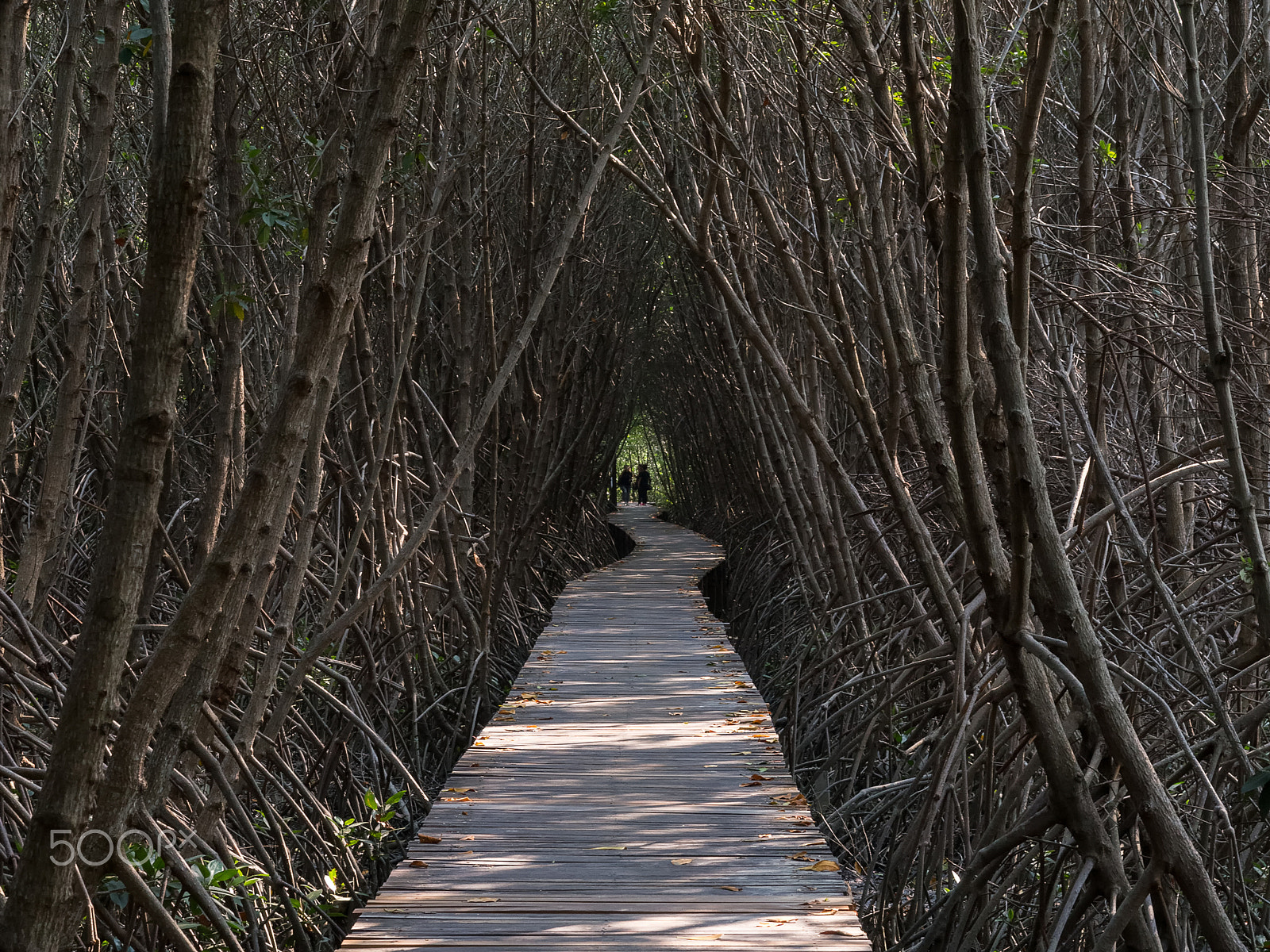 Olympus OM-D E-M5 + Olympus M.Zuiko Digital ED 12-40mm F2.8 Pro sample photo. Mangrove forest at royally-initiated laem phak bia photography