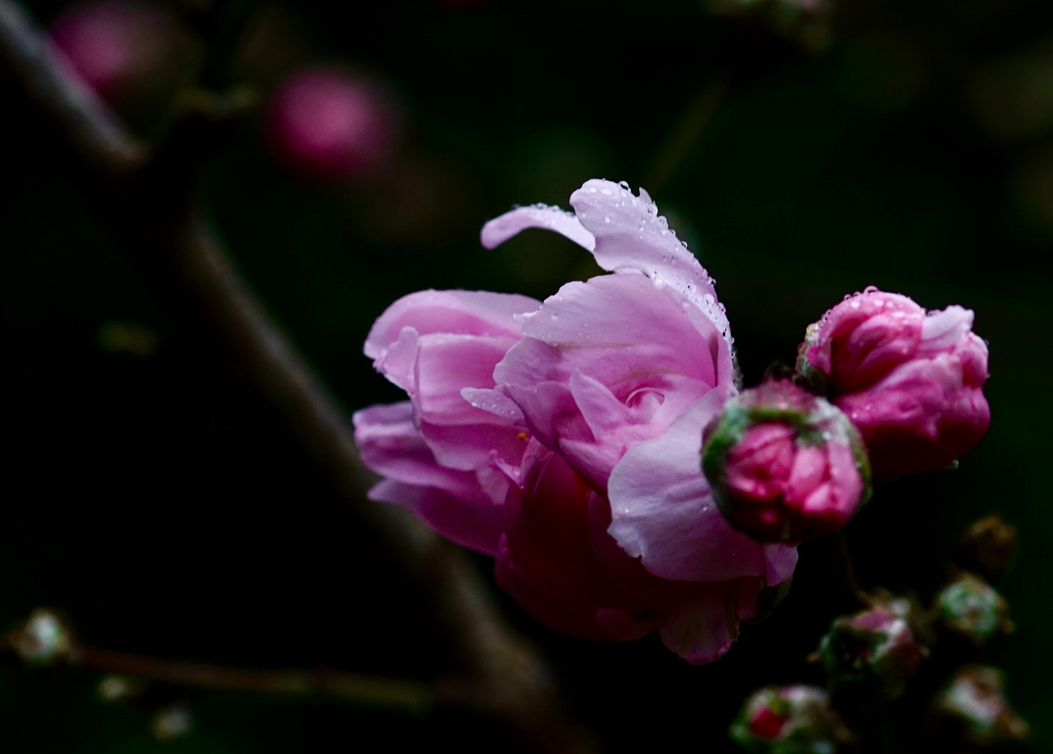 Minolta AF 100mm F2.8 Macro [New] sample photo
