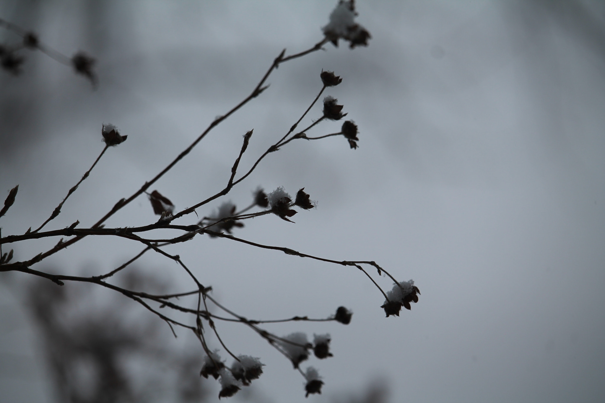 Canon EF-S 55-250mm F4-5.6 IS STM sample photo. Img photography