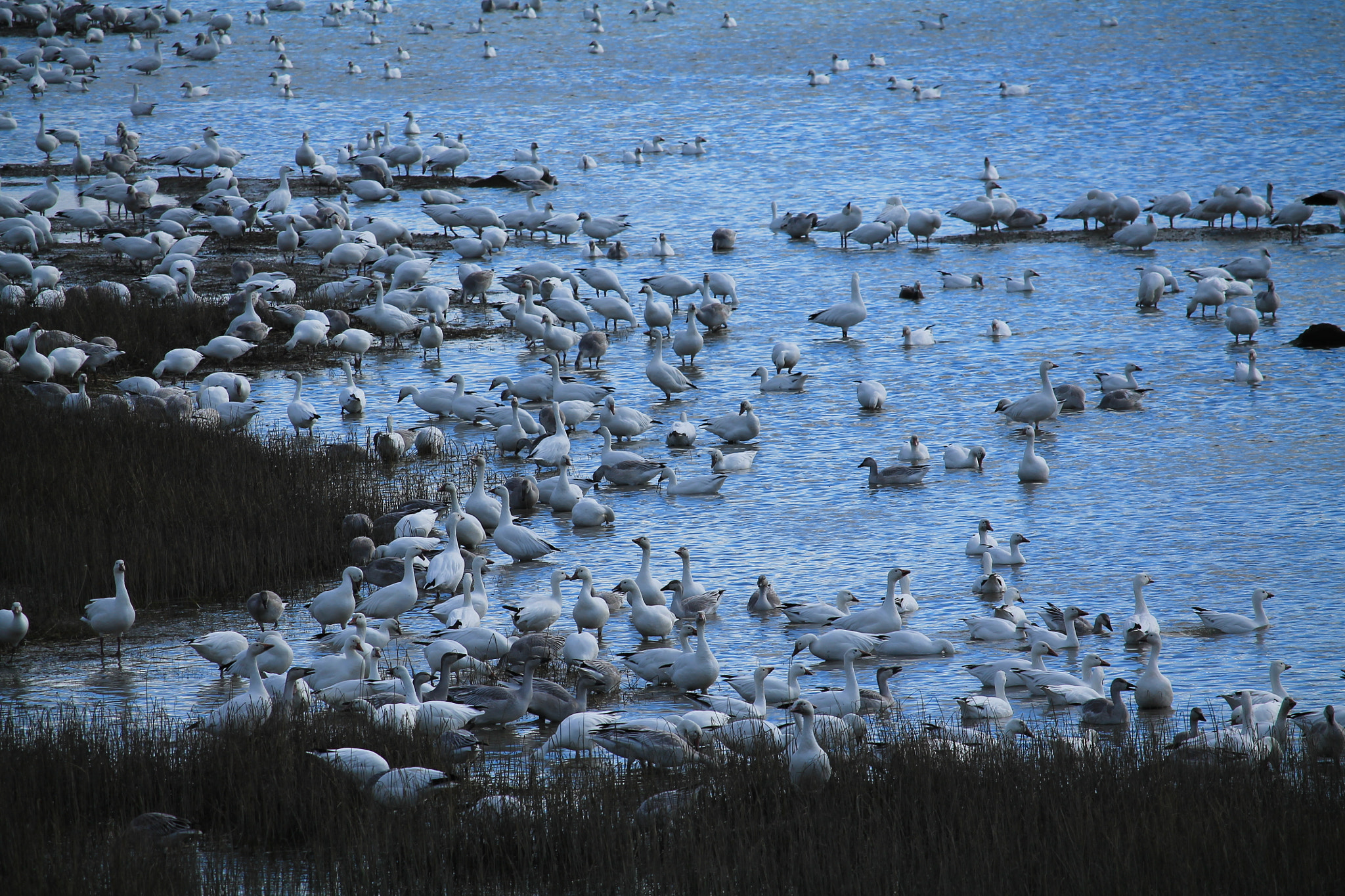 Canon EF-S 55-250mm F4-5.6 IS STM sample photo. Img photography