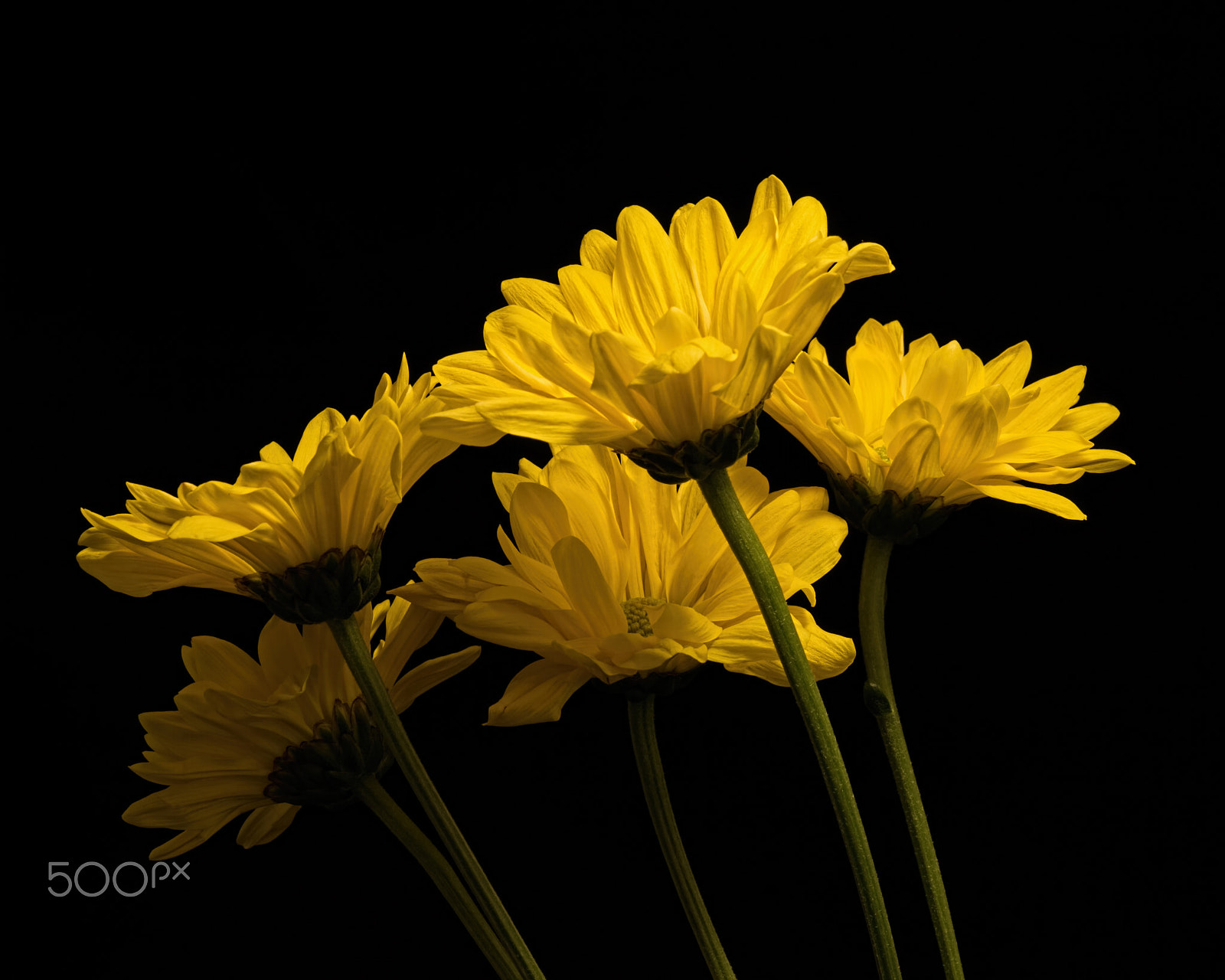 Nikon D810 + Nikon AF Micro-Nikkor 200mm F4D ED-IF sample photo. Yellow elegance 0302 photography