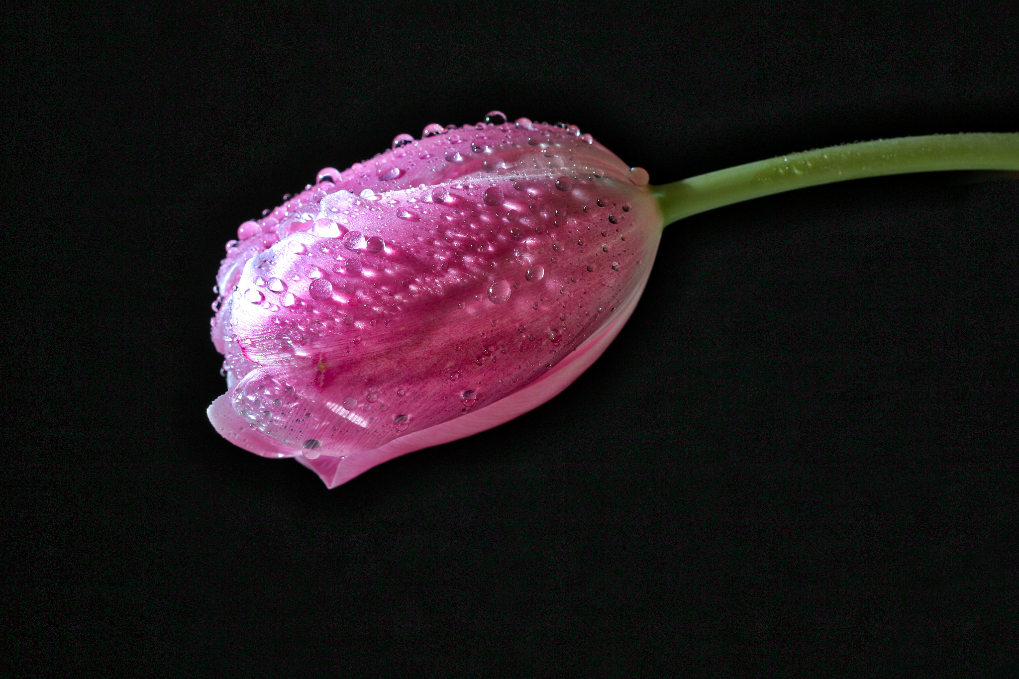 Canon EOS 100D (EOS Rebel SL1 / EOS Kiss X7) sample photo. Tulip after the rain photography