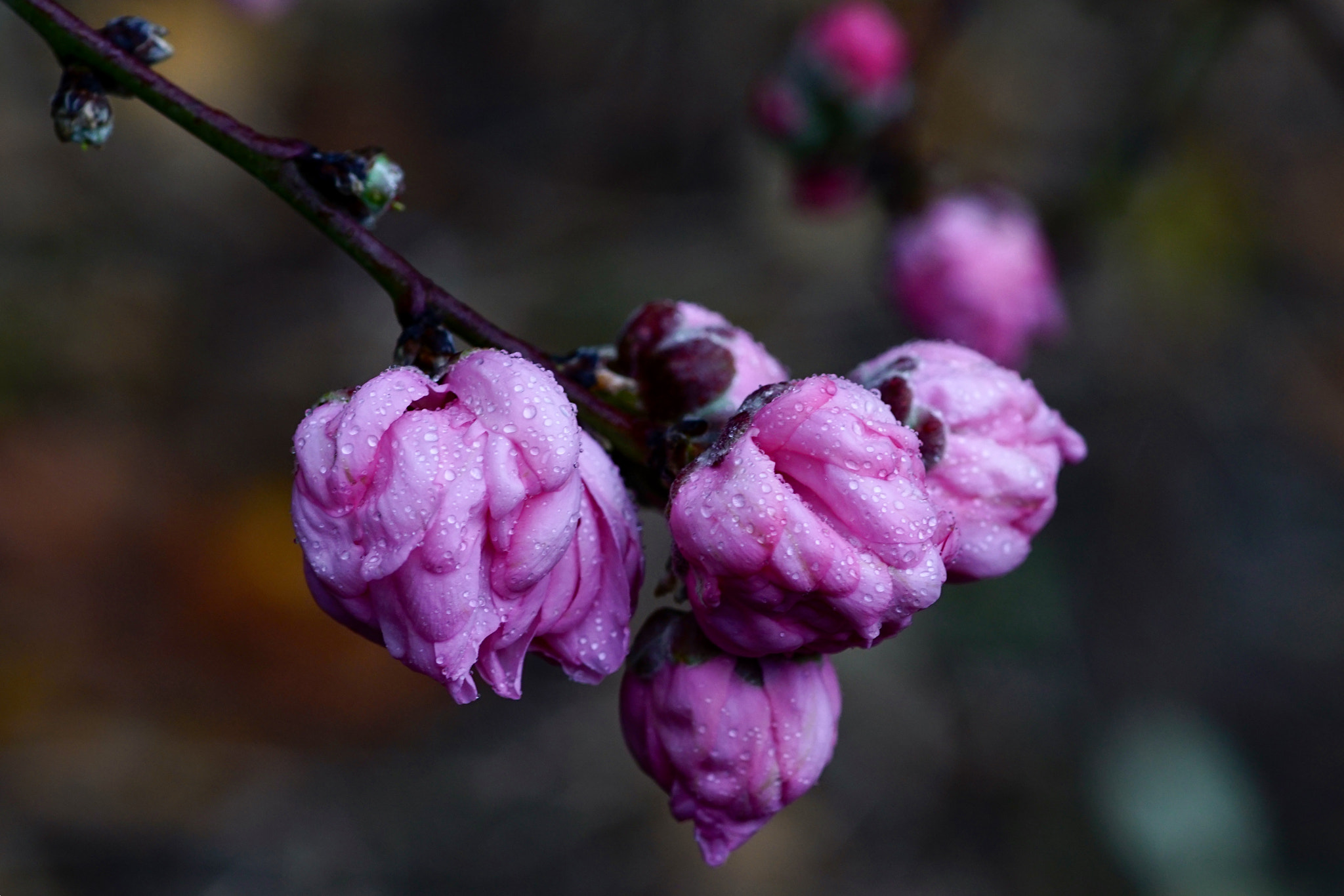Minolta AF 100mm F2.8 Macro [New] sample photo