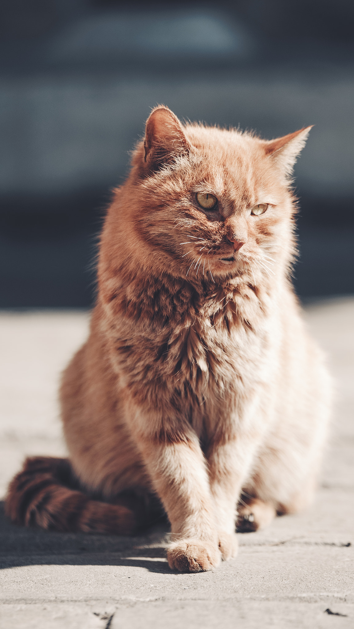 Tamron SP 70-200mm F2.8 Di VC USD sample photo. A cat photography