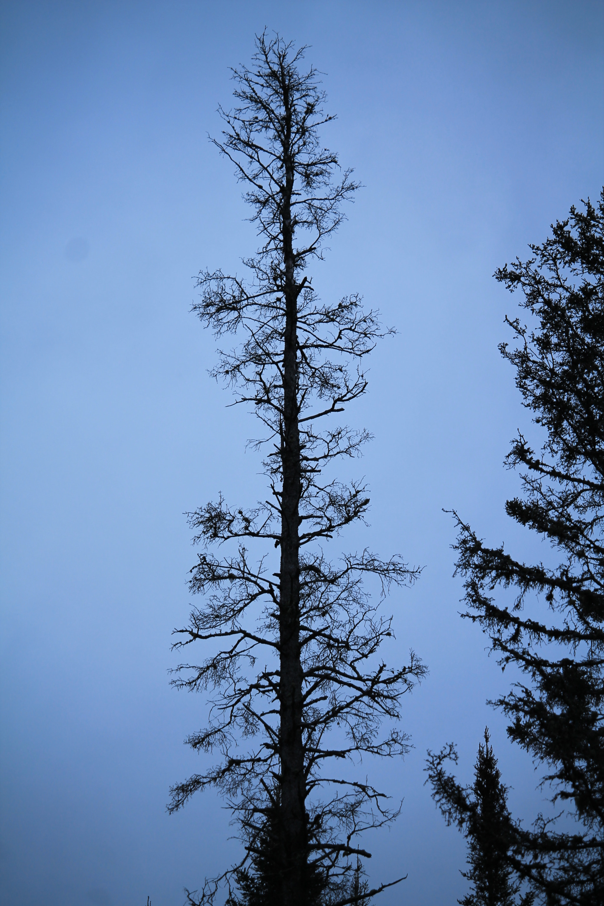 Canon EF-S 55-250mm F4-5.6 IS STM sample photo. Img photography