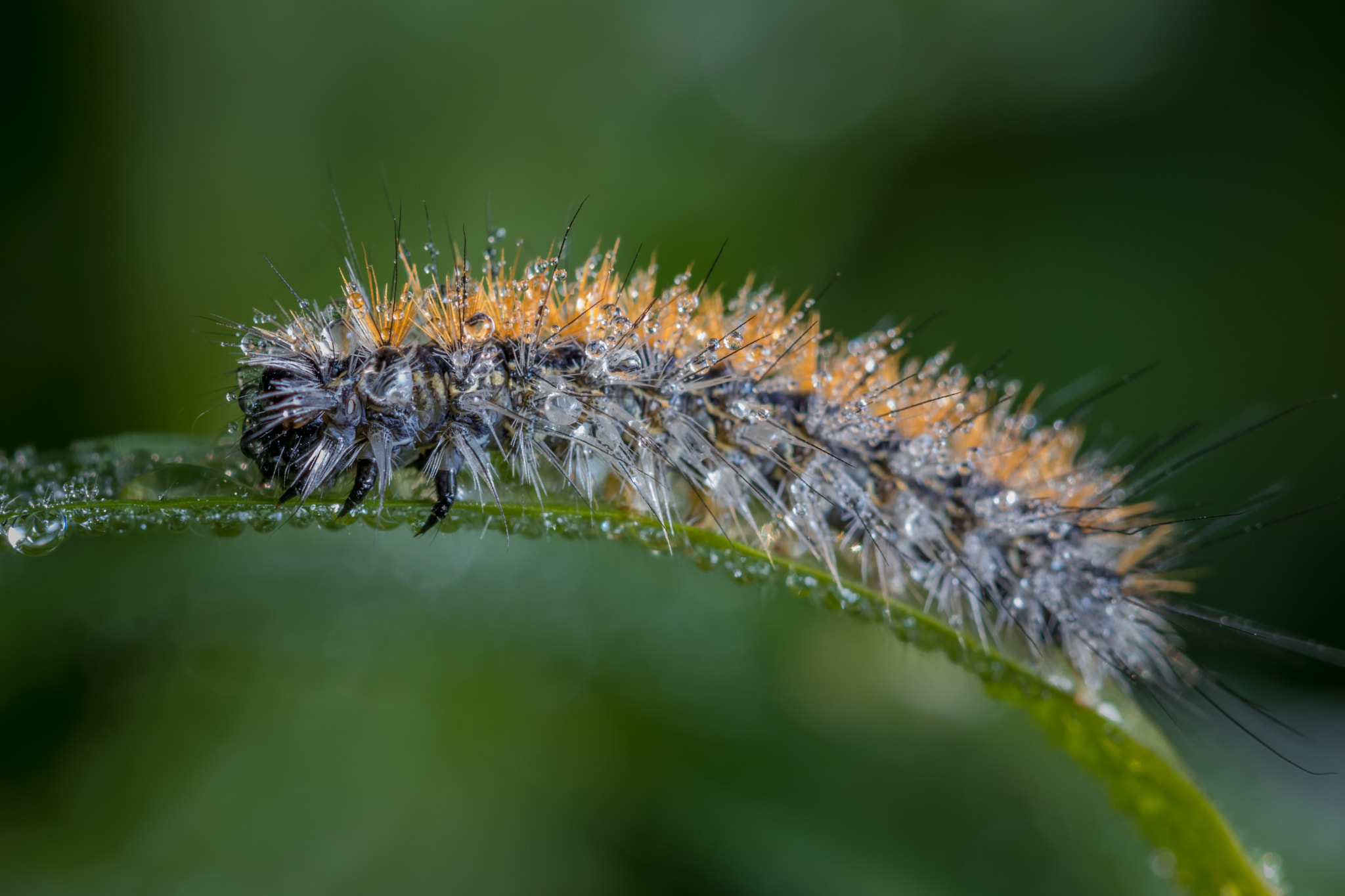 Canon EF 100mm F2.8 Macro USM sample photo. Small world photography