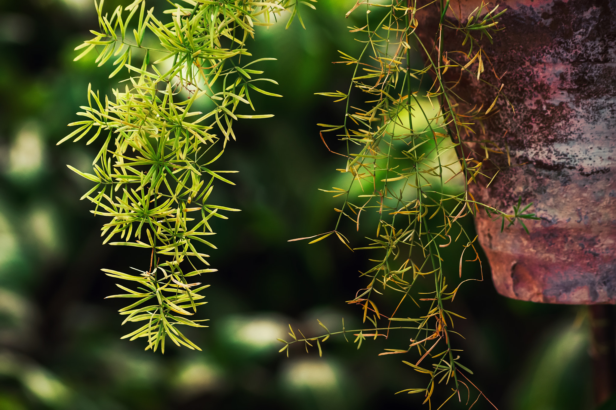 Sony Alpha DSLR-A350 + Sigma 70-300mm F4-5.6 DL Macro sample photo. Botanical ii photography