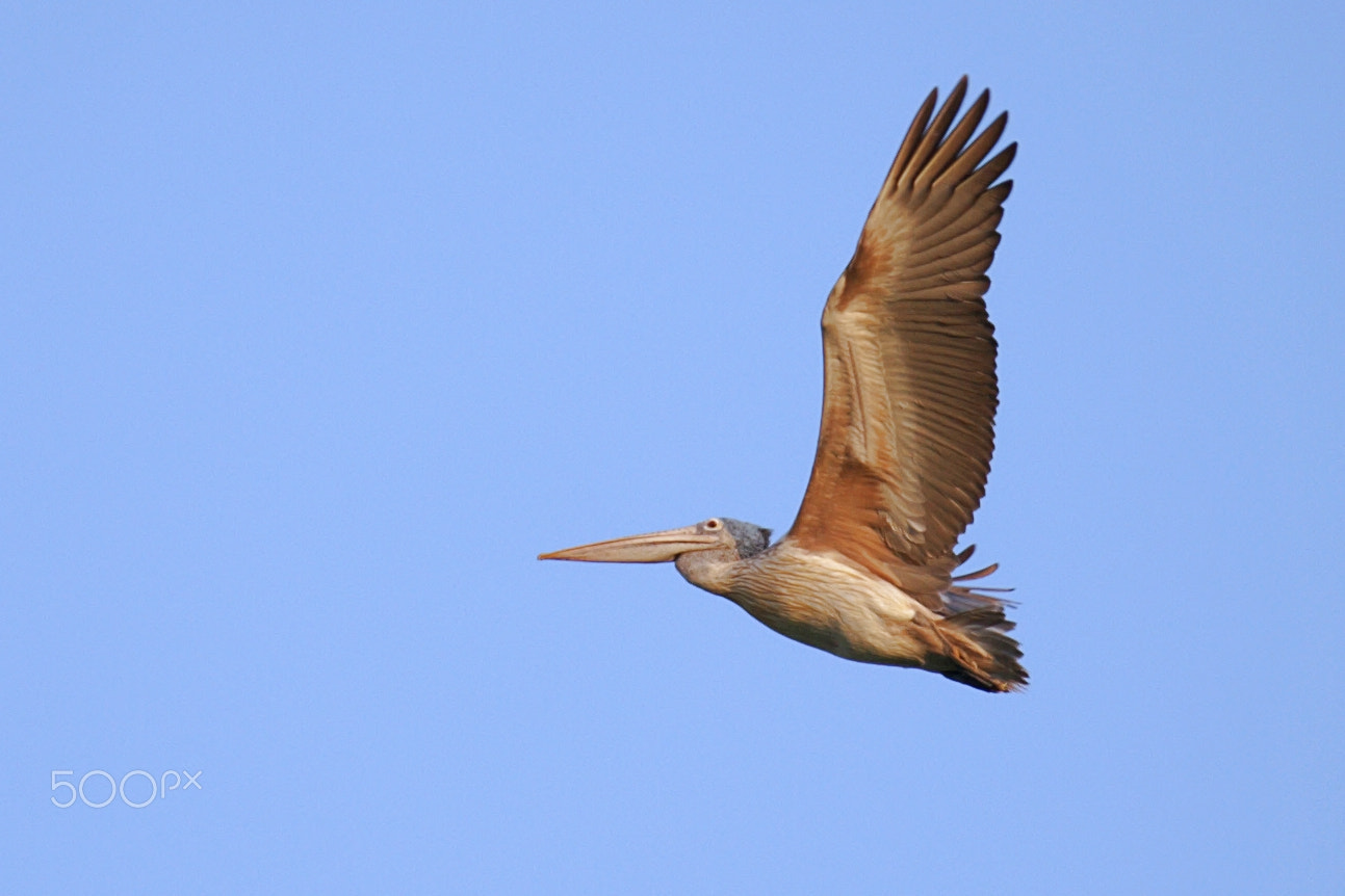 Canon EOS 400D (EOS Digital Rebel XTi / EOS Kiss Digital X) sample photo. Spot billed pelican photography