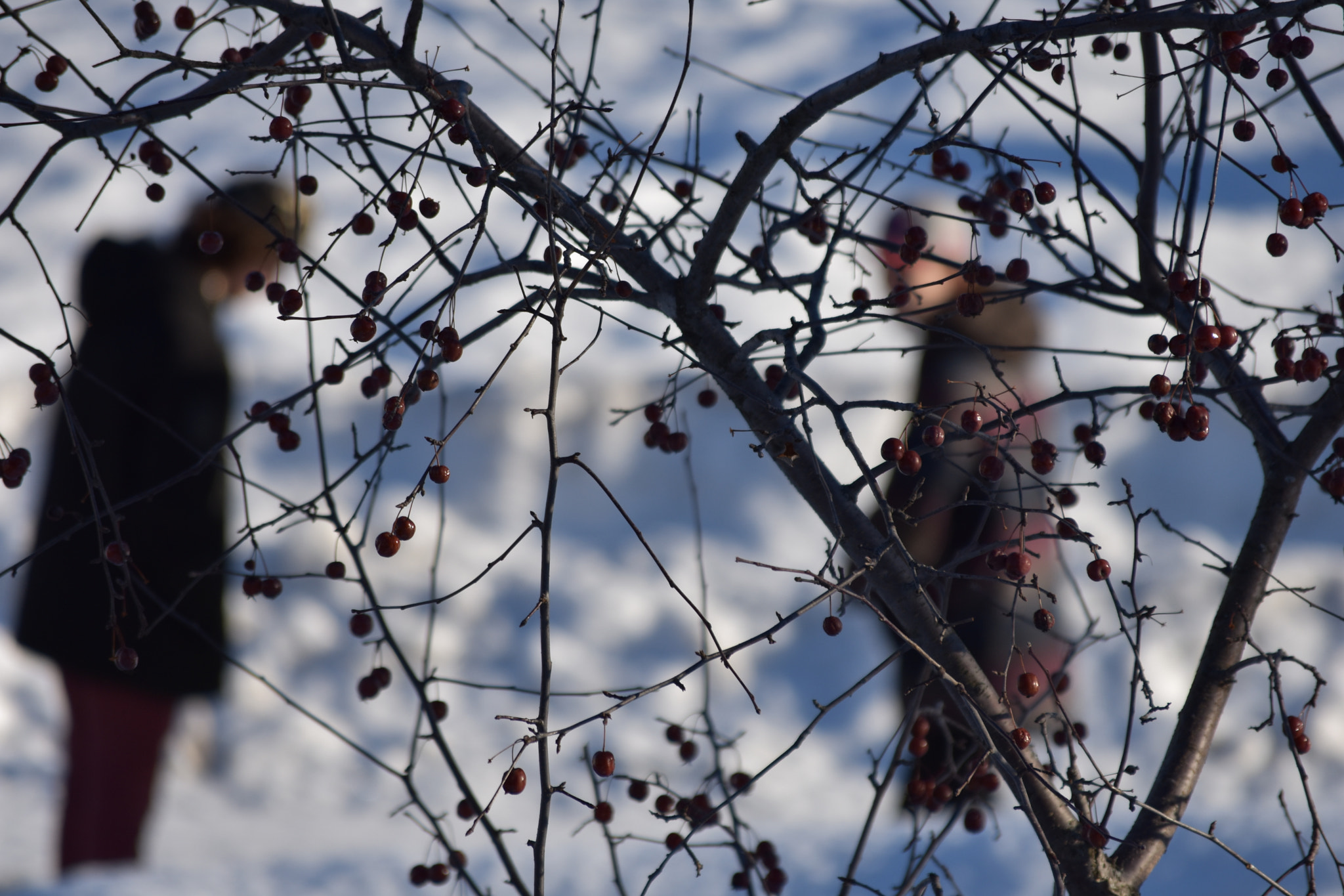 Nikon D3400 sample photo. Apple tree in winter photography