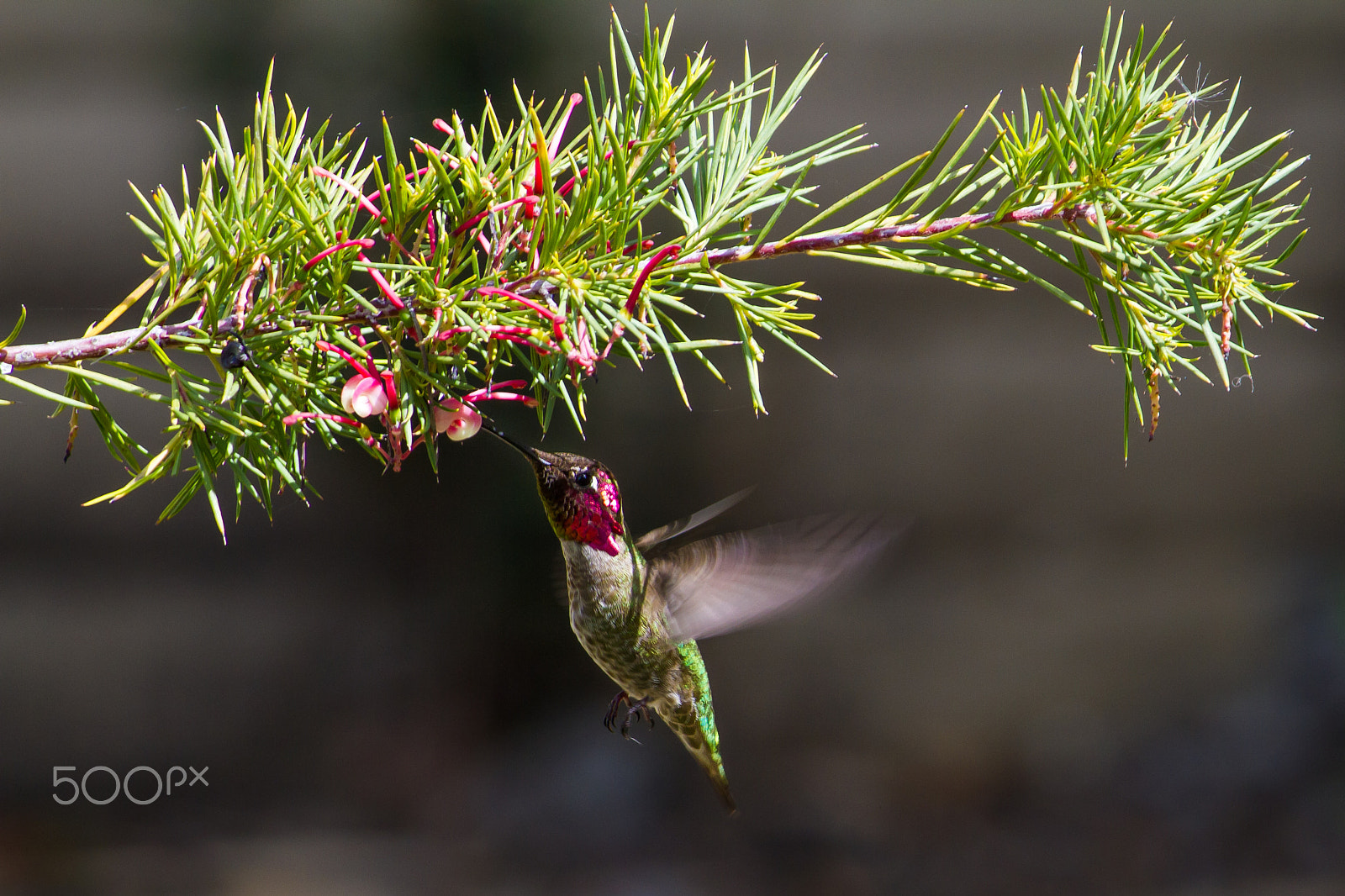 Canon EF-S 55-250mm F4-5.6 IS sample photo. Humming bird photography
