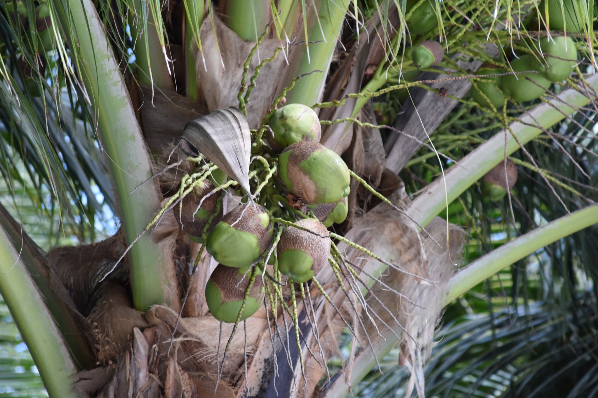 Nikon D3400 sample photo. Palm tree photography