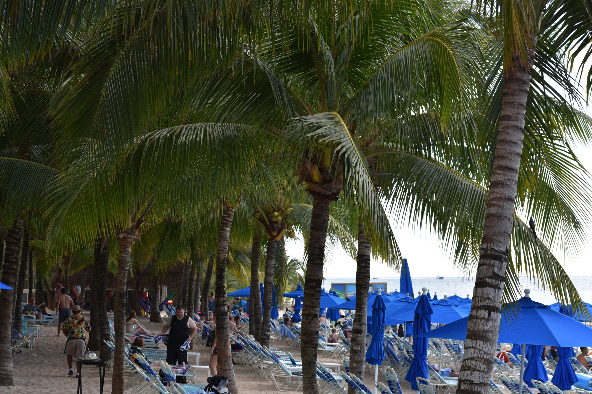 Nikon D3400 sample photo. Palm trees in mexico photography
