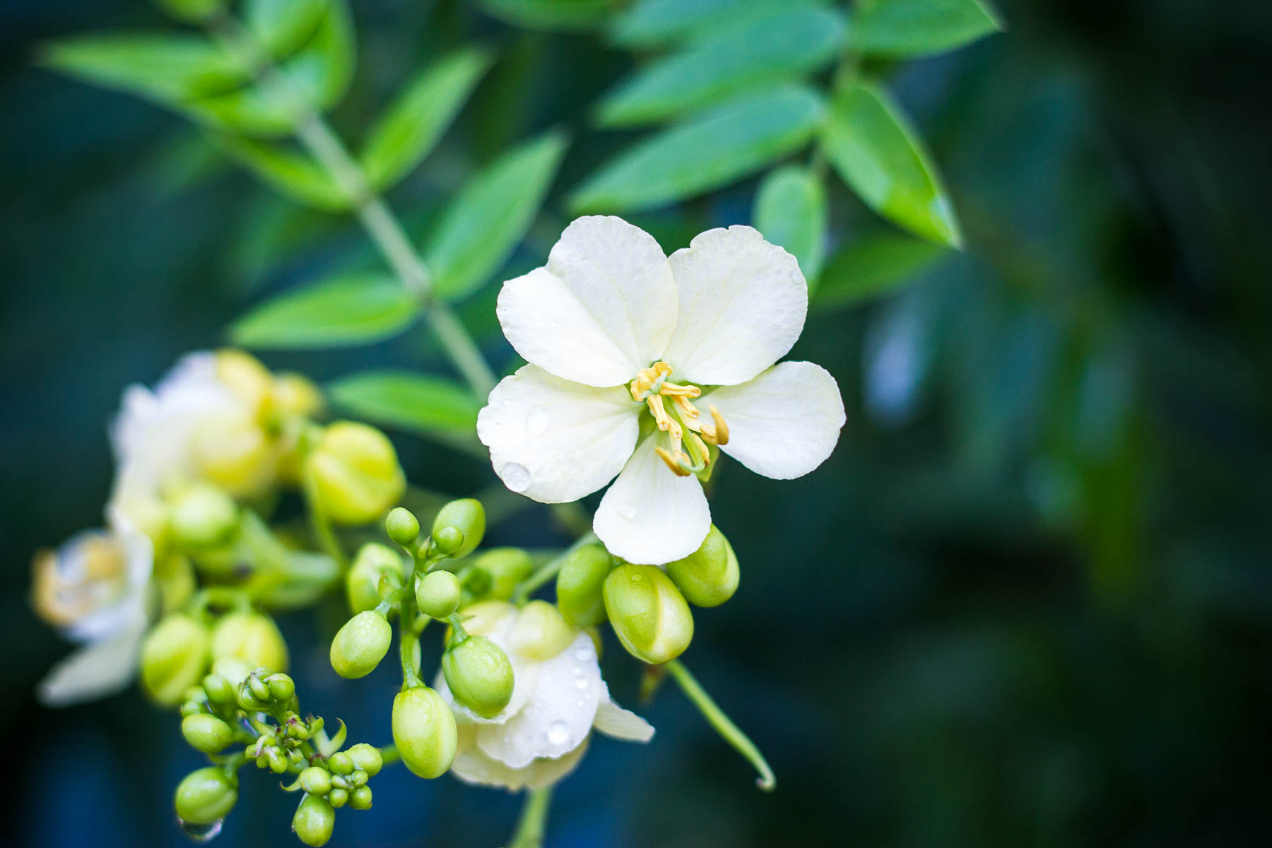 Canon EOS 600D (Rebel EOS T3i / EOS Kiss X5) sample photo. Bloomed photography