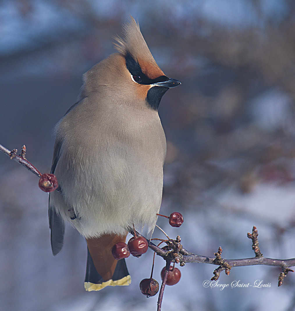 Canon EF-S 55-250mm F4-5.6 IS sample photo. Jaseur boréal / bohemian waxwing / bombycilla garrulus photography