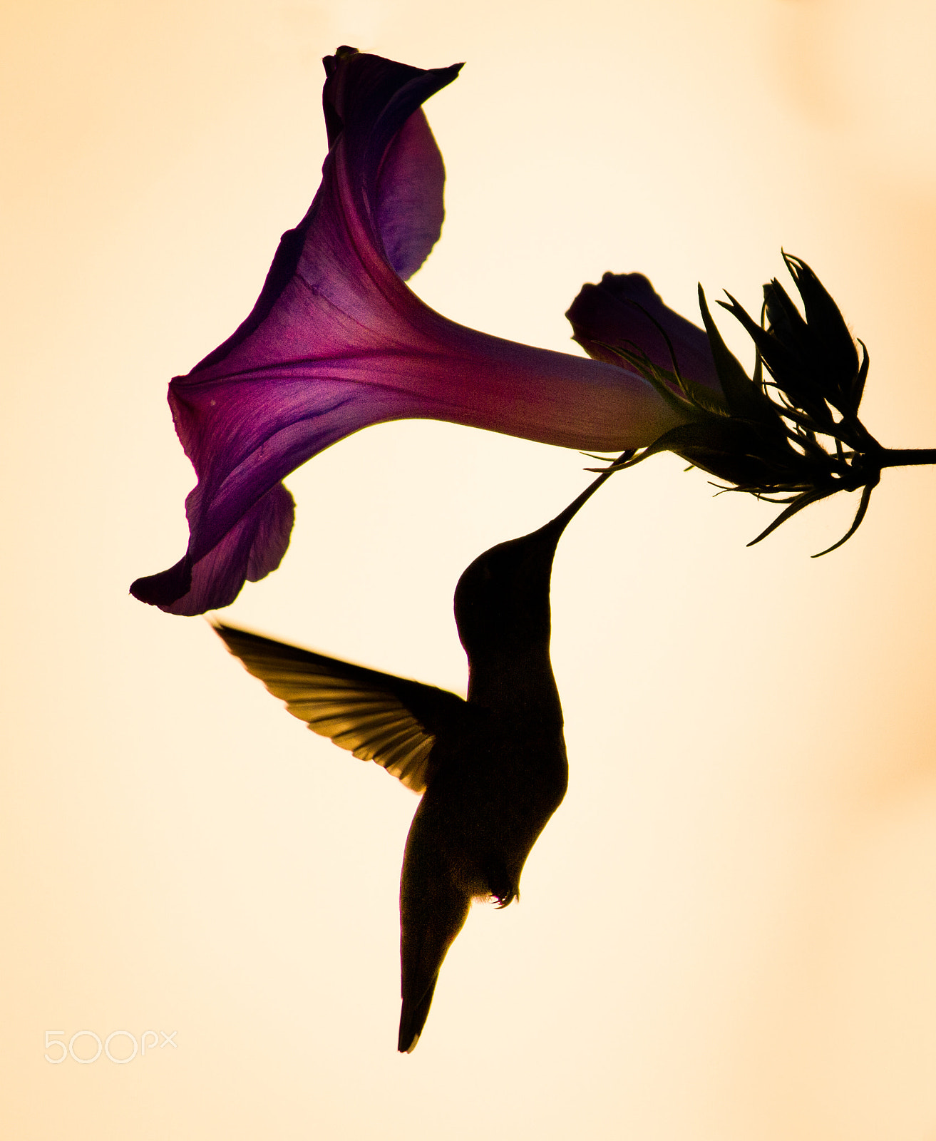Canon EF-S 55-250mm F4-5.6 IS sample photo. Humming bird photography