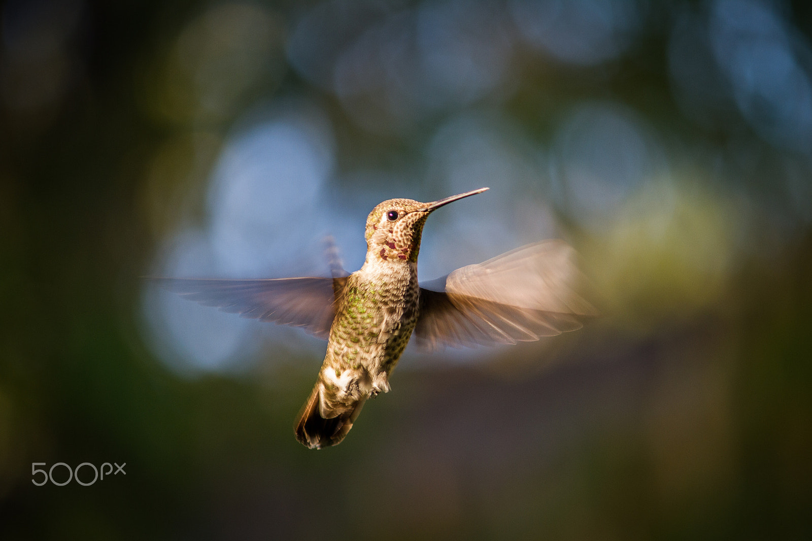 Canon EF-S 55-250mm F4-5.6 IS sample photo. Humming bird photography