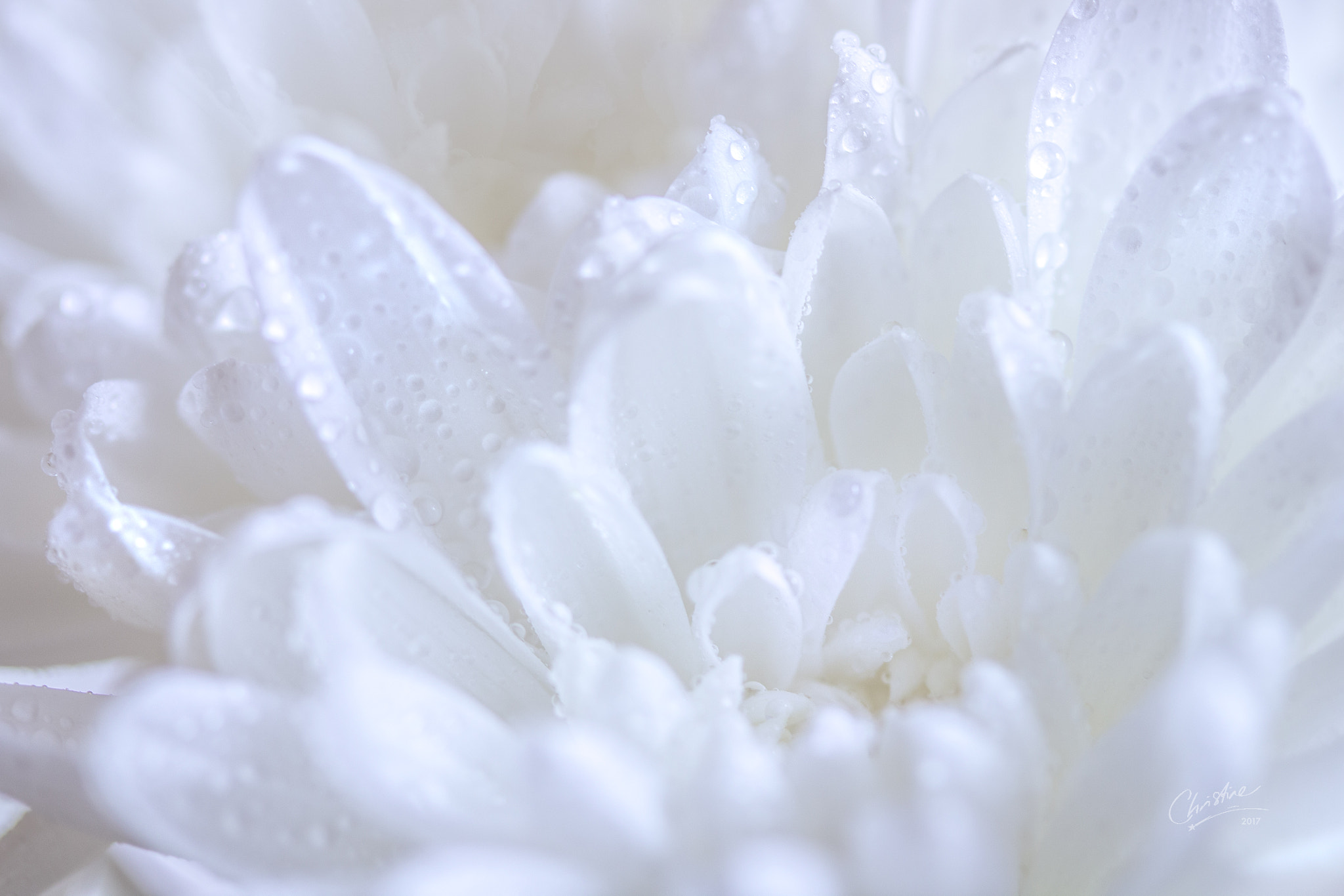 Canon EF-S 60mm F2.8 Macro USM sample photo. Blanc brillant photography
