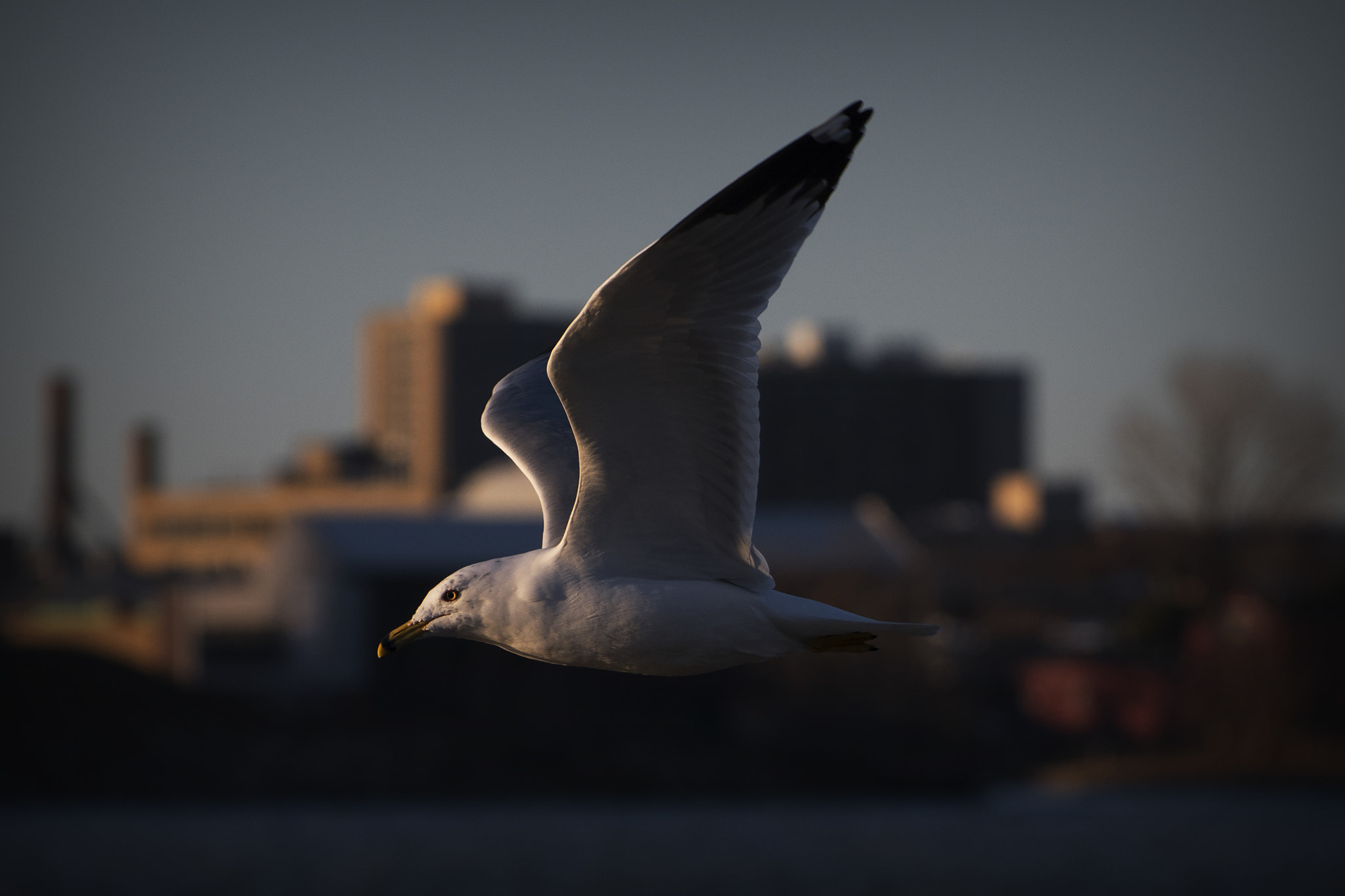 Nikon D500 sample photo. Twilight flight. windsor, on. photography