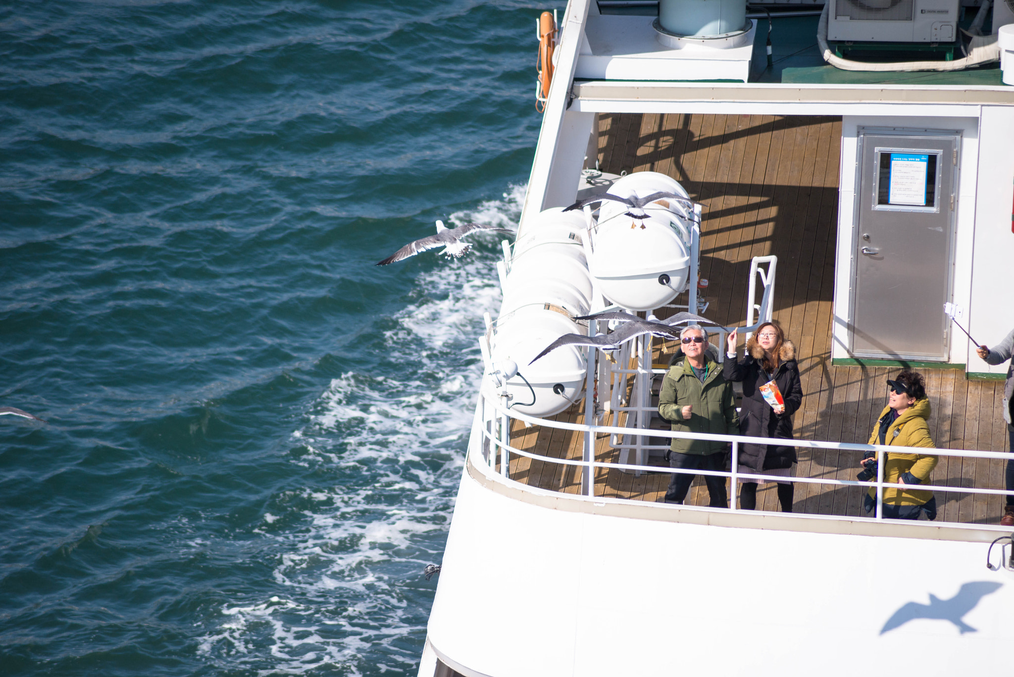 Nikon D800E sample photo. Seagulls photography