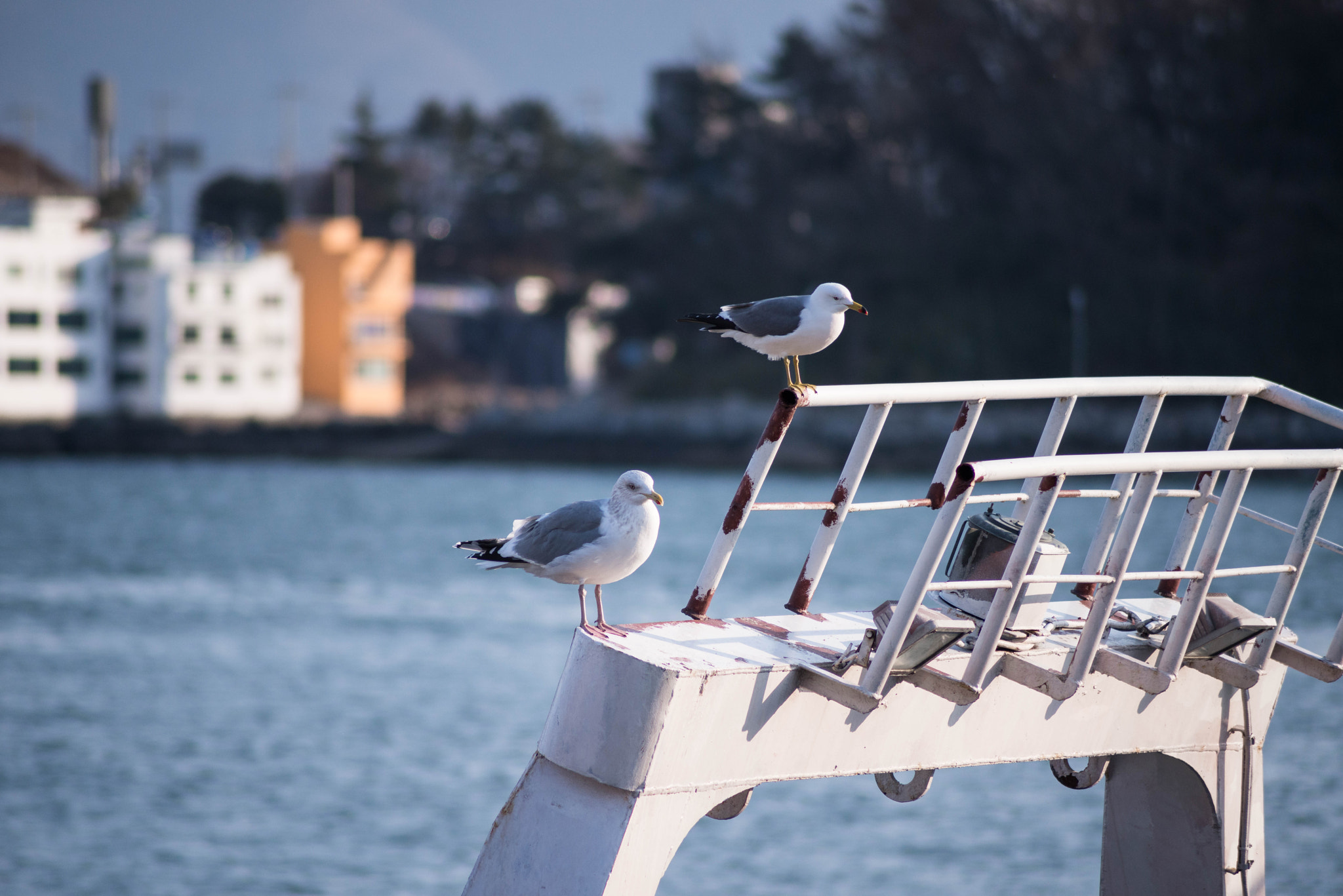 Nikon D800E sample photo. Seagulls photography