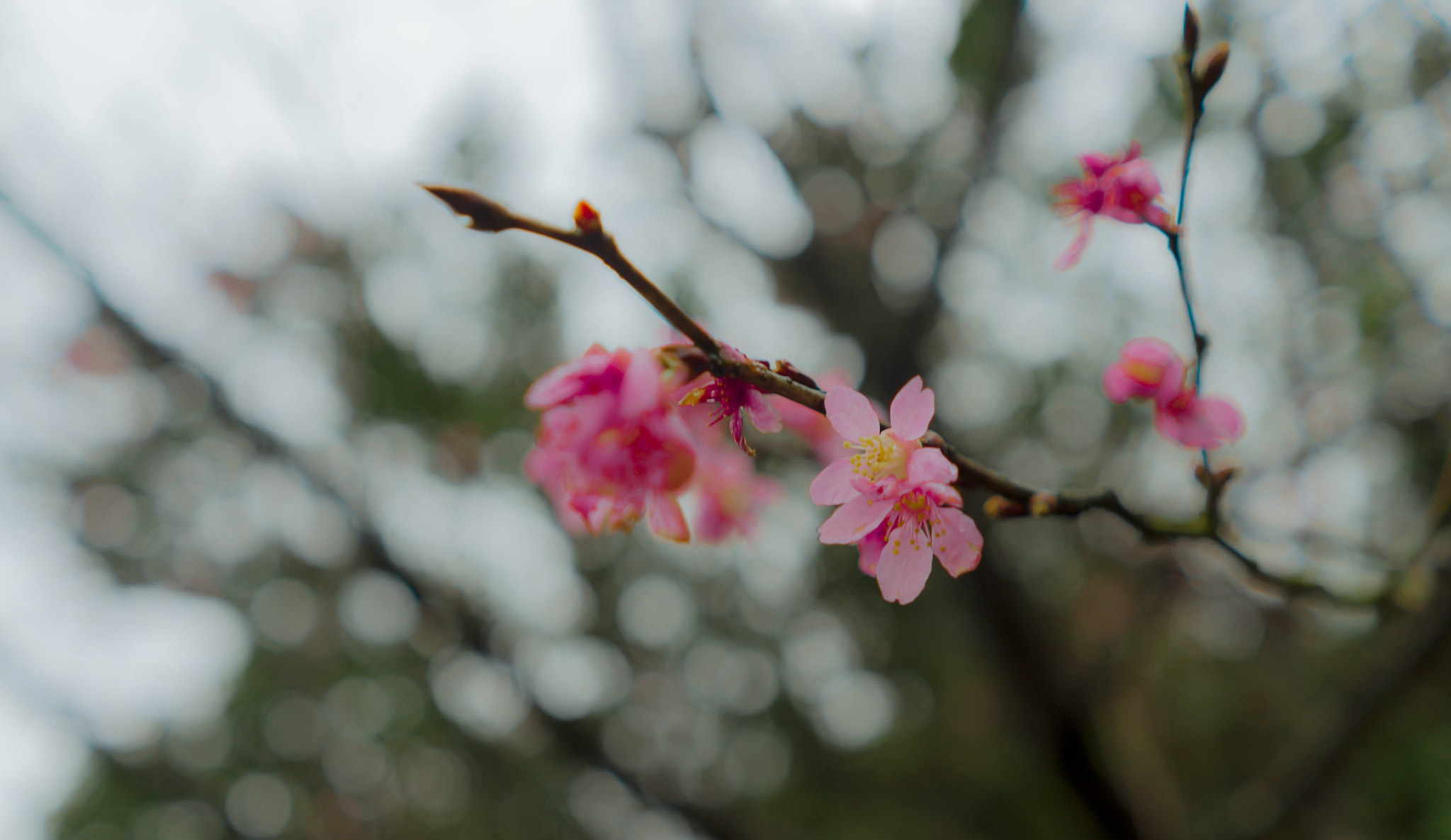 Sony a7S sample photo. Cherry blossoms photography